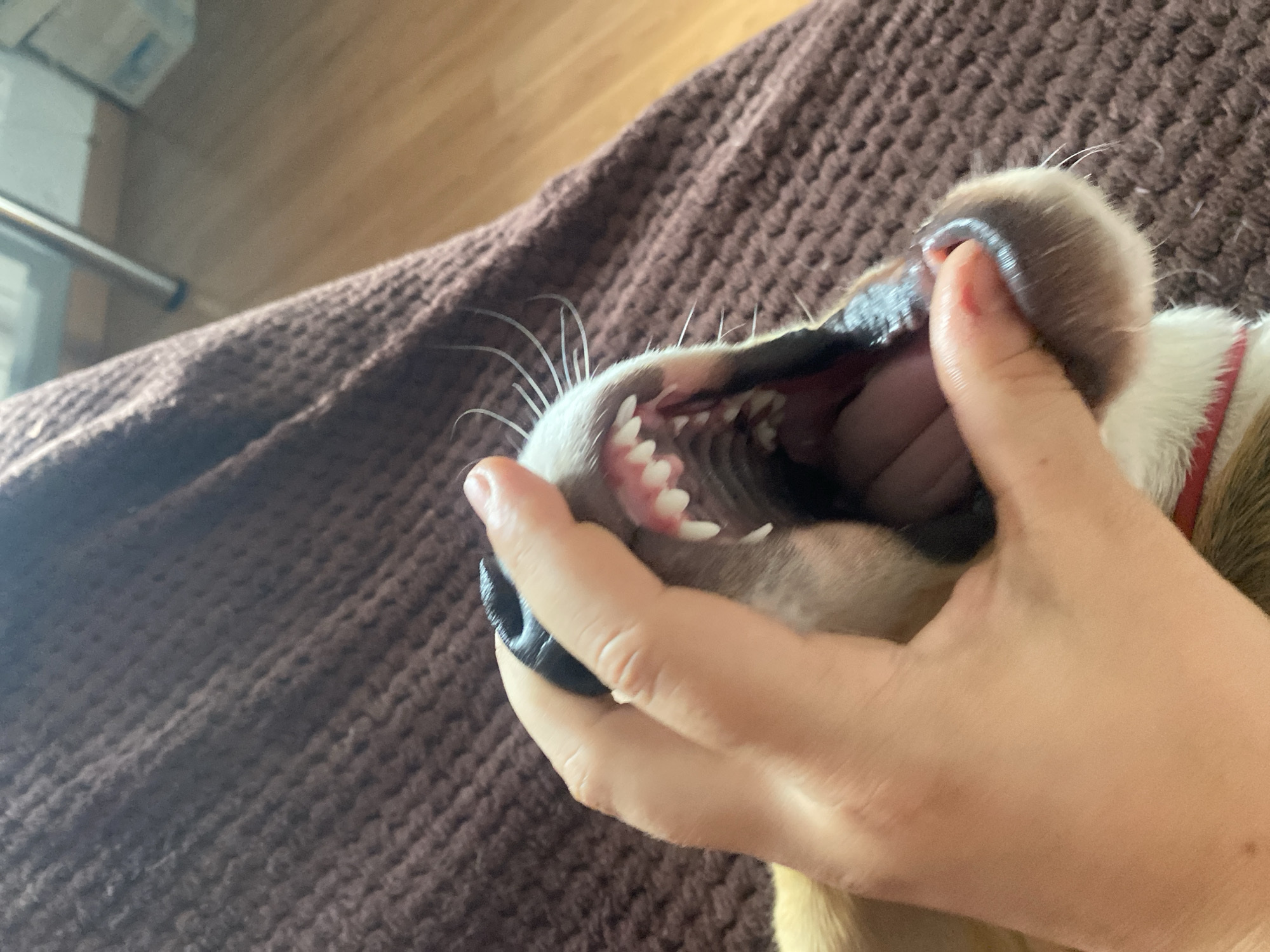 The image shows a close-up of a person's hand gently holding open a dog's mouth, revealing its teeth. The dog appears to be a puppy or a small breed, with sharp, white teeth visible. The dog's mouth is open wide, and the person's hand is positioned around its muzzle. The background is a textured, dark brown fabric, likely a blanket or sofa. The lighting suggests it is daytime, with natural light illuminating the scene. The focus is sharp on the dog's mouth and teeth, with the background slightly blurred. There is no visible text in the image.