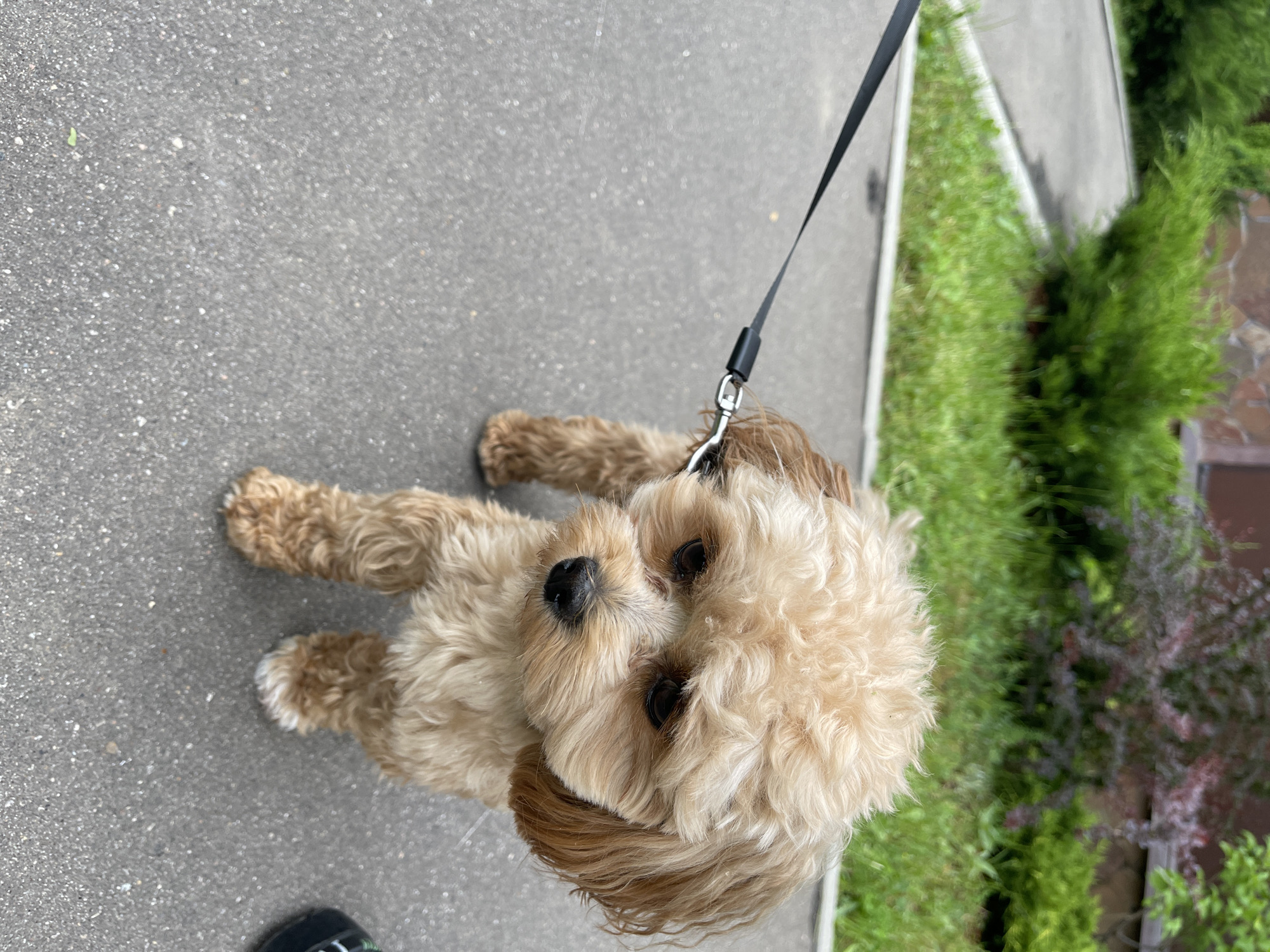 An outdoor, eye-level, medium shot captures a light brown, fluffy dog with dark eyes and a black nose standing on an asphalt sidewalk. The dog is wearing a black leash that extends to the left of the frame. The background features a green lawn, some bushes, and a building with a textured facade. The scene is located in the city of Kommunarka, Russia.