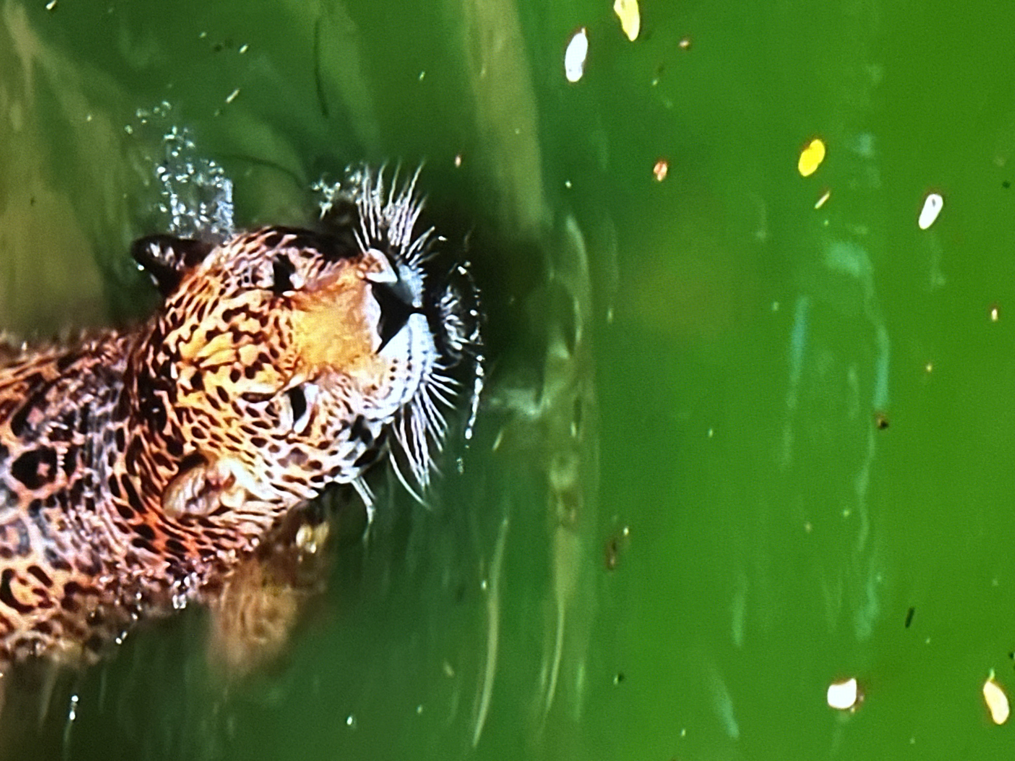 A jaguar swims in murky green water. The jaguar's head and front half of its body are visible. It has a spotted coat of brown and black rosettes on a lighter tan background. The jaguar's whiskers are prominent, fanned out around its nose and mouth. Bubbles are visible on the surface of the water near the jaguar's head, suggesting it is submerged or has just surfaced. The water is a vibrant green and appears somewhat opaque, with small specks and debris floating on the surface. Light reflects off the water, creating bright highlights and casting shadows. The scene is aquatic, and the time of day and weather are not discernible. No text is visible in the image. The setting is likely a zoo enclosure or a natural habitat with green water.
