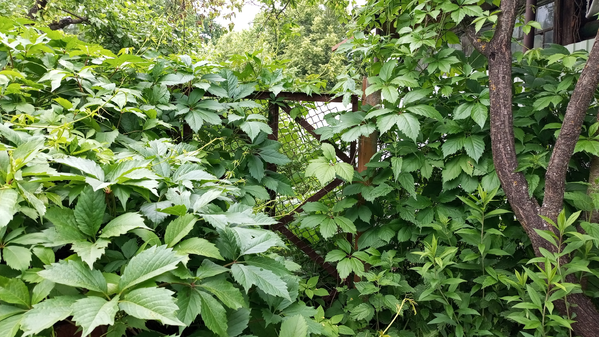 A dense canopy of green foliage, likely Virginia creeper, dominates the frame. The leaves are lush and varied in shape, some broad and palmate, others more elongated and serrated. They are growing thickly over and around a rustic metal fence, parts of which are visible through the greenery. The fence appears to be made of rusted metal bars and wire mesh, with some wooden posts supporting it. To the right of the frame, the rough, textured bark of two tree trunks is prominent. One trunk is thick and gnarled, while the other is thinner and more upright. In the background, more trees and foliage are visible, suggesting a natural or garden setting. The overall impression is one of an overgrown and somewhat wild outdoor space. The lighting suggests it is daytime, possibly overcast given the even illumination and lack of strong shadows. There are no people or specific activities depicted. The location cues, such as the type of vegetation and the rustic fence, are consistent with a residential backyard or a garden area in a temperate climate. There is no visible text in the image.