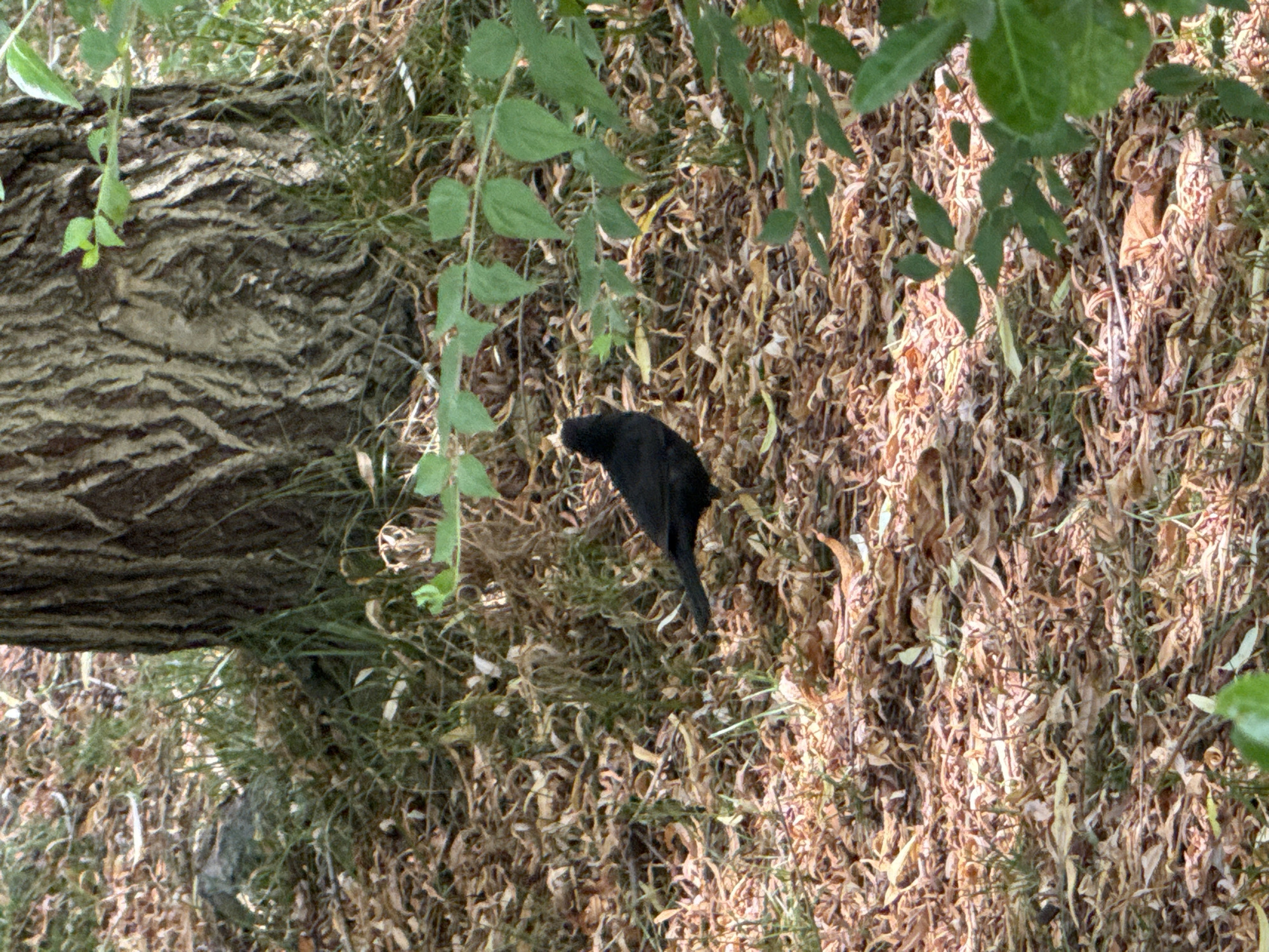 A black bird stands on the ground covered in dry leaves and some sparse grass. Behind the bird is a large tree trunk with rough bark. Green leaves are visible in the foreground and background. The setting appears to be a natural outdoor area, possibly a park or forest floor. The location is identified as Mirikənd, Azerbaijan.