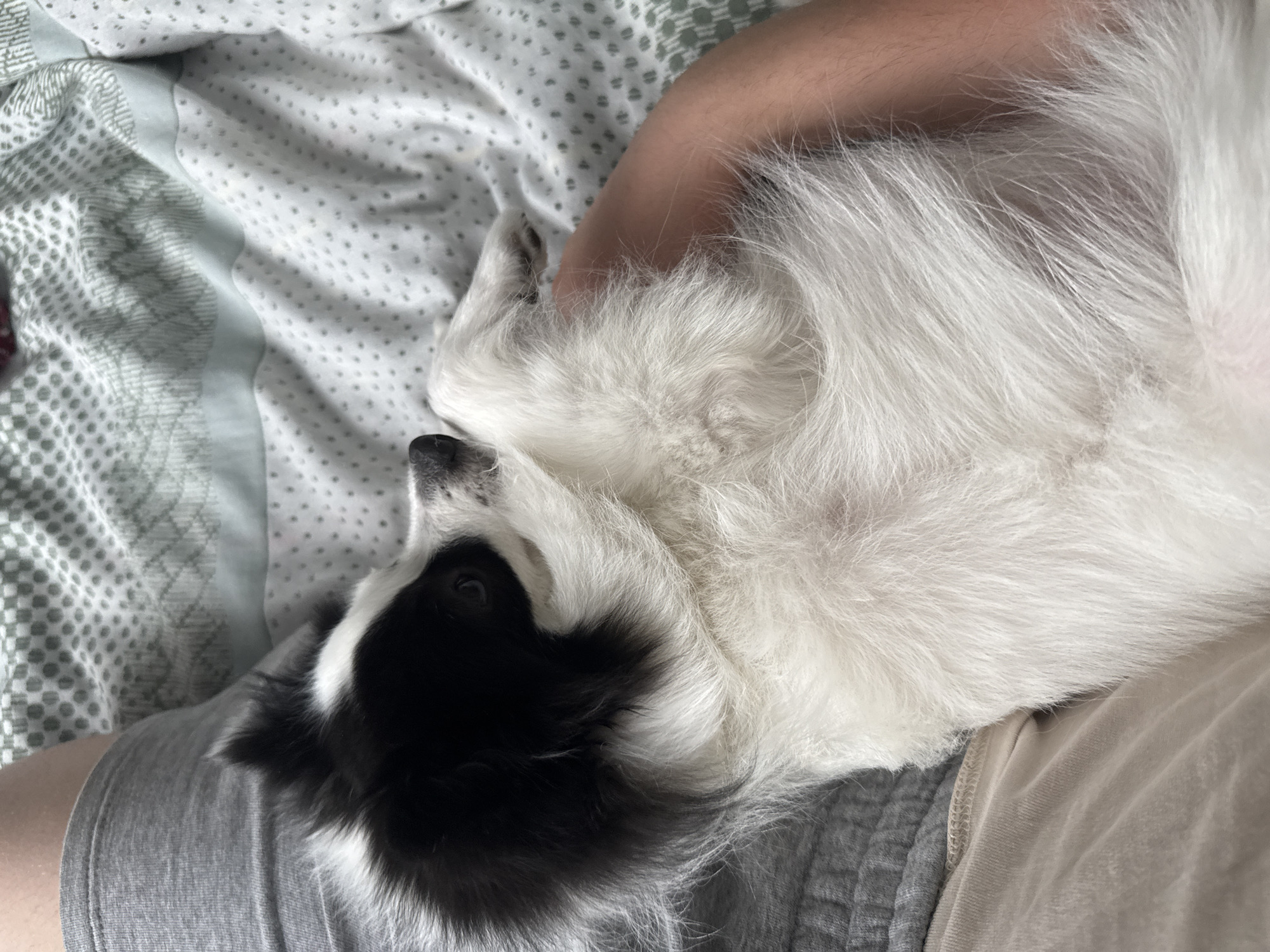 A fluffy, black and white dog is captured resting peacefully, curled up on a bed next to a person. The dog, likely a long-haired breed such as a Papillon, displays a mostly white body with striking black markings on its head, particularly around its eyes and ears. Its long, soft fur flows across its back and side, creating a plush texture. The dog's head is gently tucked in, with one eye partially visible, conveying a sense of deep serenity and comfort.
The person is partially visible, wearing light grey shorts or pajama bottoms. Their arm and a portion of their upper leg are seen, with light body hair indicating fair skin. The dog is nestled intimately against the person's torso and leg, suggesting a strong bond and mutual comfort.
The setting is an indoor space, presumably a bedroom, with the subjects situated on a bed. The bed is adorned with a light-colored sheet featuring a subtle pattern of small dots and geometric lines in light green and white. Another beige fabric is visible in the lower right, possibly another blanket or piece of clothing. The overall scene exudes a calm and relaxed atmosphere, indicative of a moment of rest or sleep. This tranquil moment unfolds in Stara Zagora, Bulgaria.