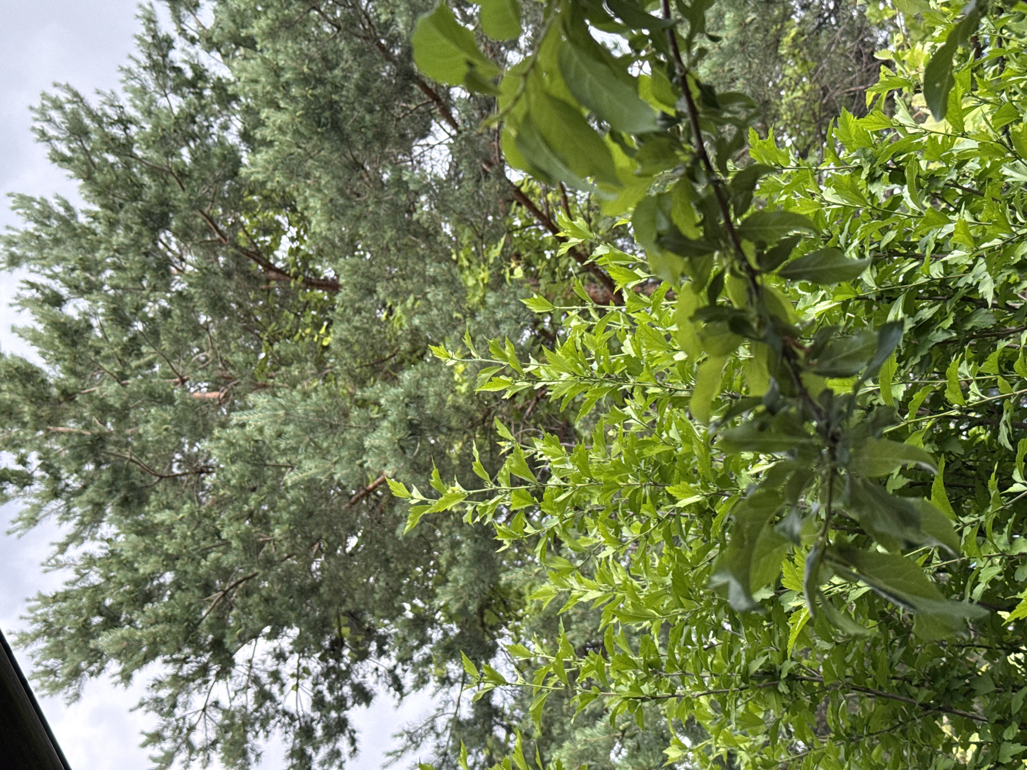 The media file shows an upward view of lush green foliage against a cloudy sky. On the left, a pine tree with its characteristic needle-like leaves is visible, its branches reaching towards the sky. To the right, a deciduous tree with broader, serrated leaves stands out with its vibrant green color. The two trees are intertwined, creating a dense canopy. The lighting suggests it is daytime, with overcast conditions indicated by the uniformly gray sky. No people or specific objects are clearly identifiable, making it a natural scene. The overall impression is one of abundant greenery and natural growth, likely a park or a wooded area. The location context provided is Obukhivka, Ukraine, which is consistent with the temperate climate supporting such vegetation. There is no visible text in the image.
