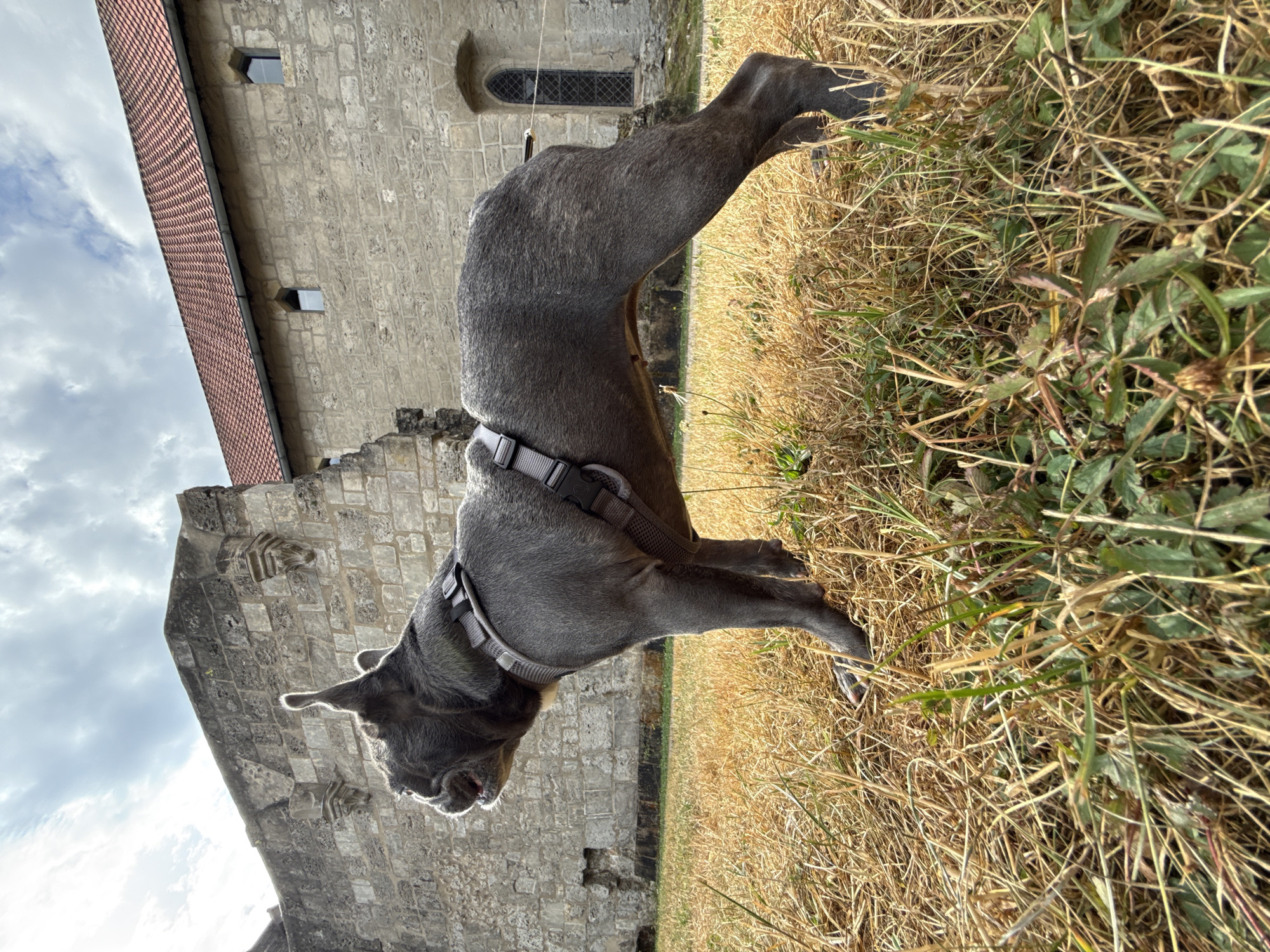 A grey French bulldog wearing a grey harness stands in dry, golden grass in front of a weathered stone building. The building appears to be a historic structure, possibly a church or abbey, with a red tile roof and arched windows. The sky is cloudy with patches of blue. The dog is facing to the left, with its head turned slightly upwards, and appears to be looking at something off-camera. The scene suggests a visit to a historical site in Walkenried, Germany, possibly the Walkenried Abbey.