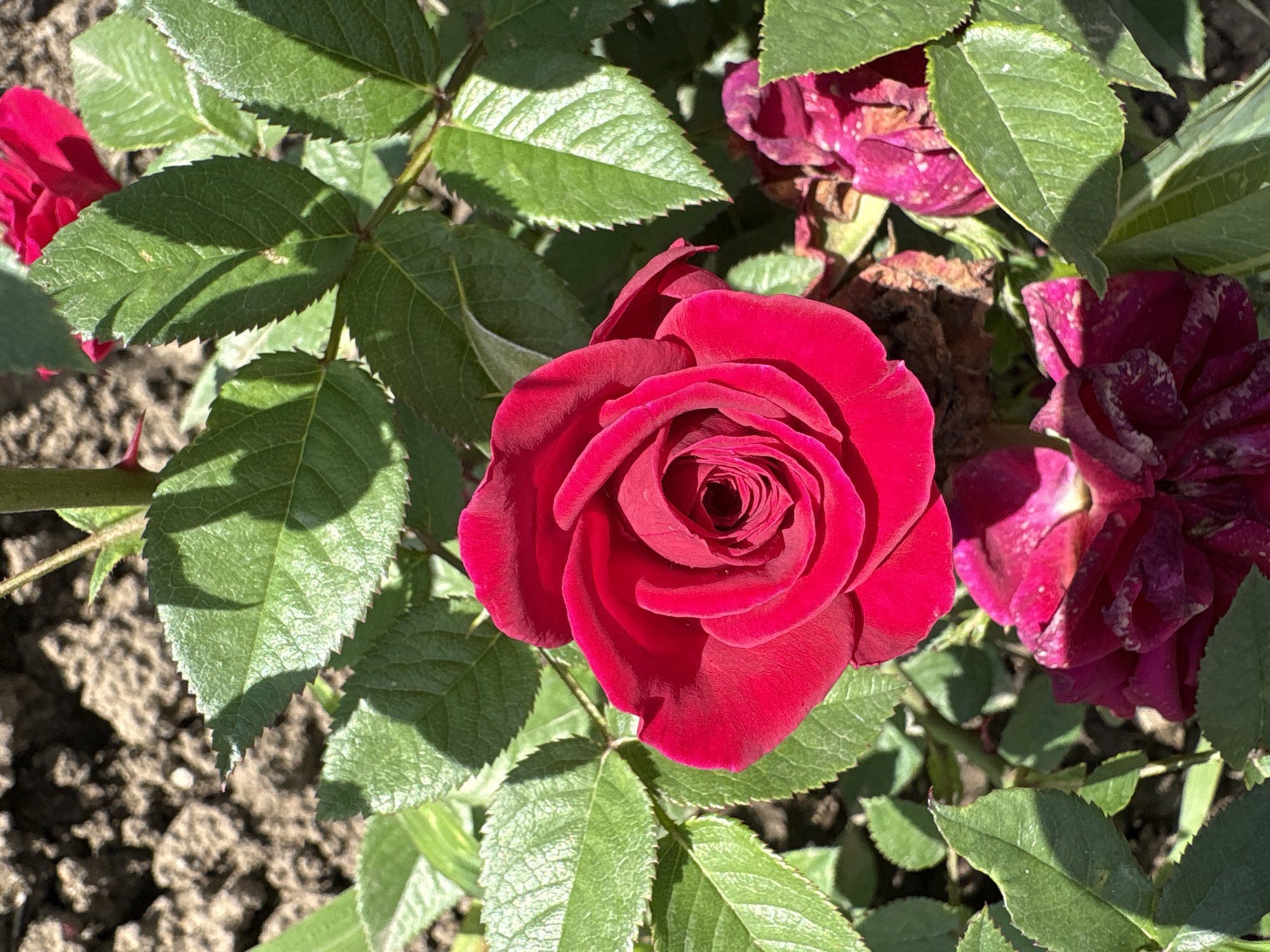 This media file is a close-up, top-down view of a vibrant red rose in full bloom, surrounded by its green leaves and stems. In the background, partially out of focus, are other roses, some in full bloom and others appearing to be wilting or past their prime, in shades of deep pink and burgundy. The ground beneath the rose bush is visible, appearing to be dry soil with some small stones or debris. The lighting suggests it is a sunny day, with strong shadows cast by the leaves onto the soil and the flowers. The focus is primarily on the central red rose, highlighting its delicate petals unfurling in a spiral pattern. The overall scene evokes a natural, garden setting. There is no visible text in the image. Given the location context of Orsk, Russia, this scene likely depicts a rose bush in a garden or park during the warmer months, possibly late spring or summer, when roses are in bloom.
