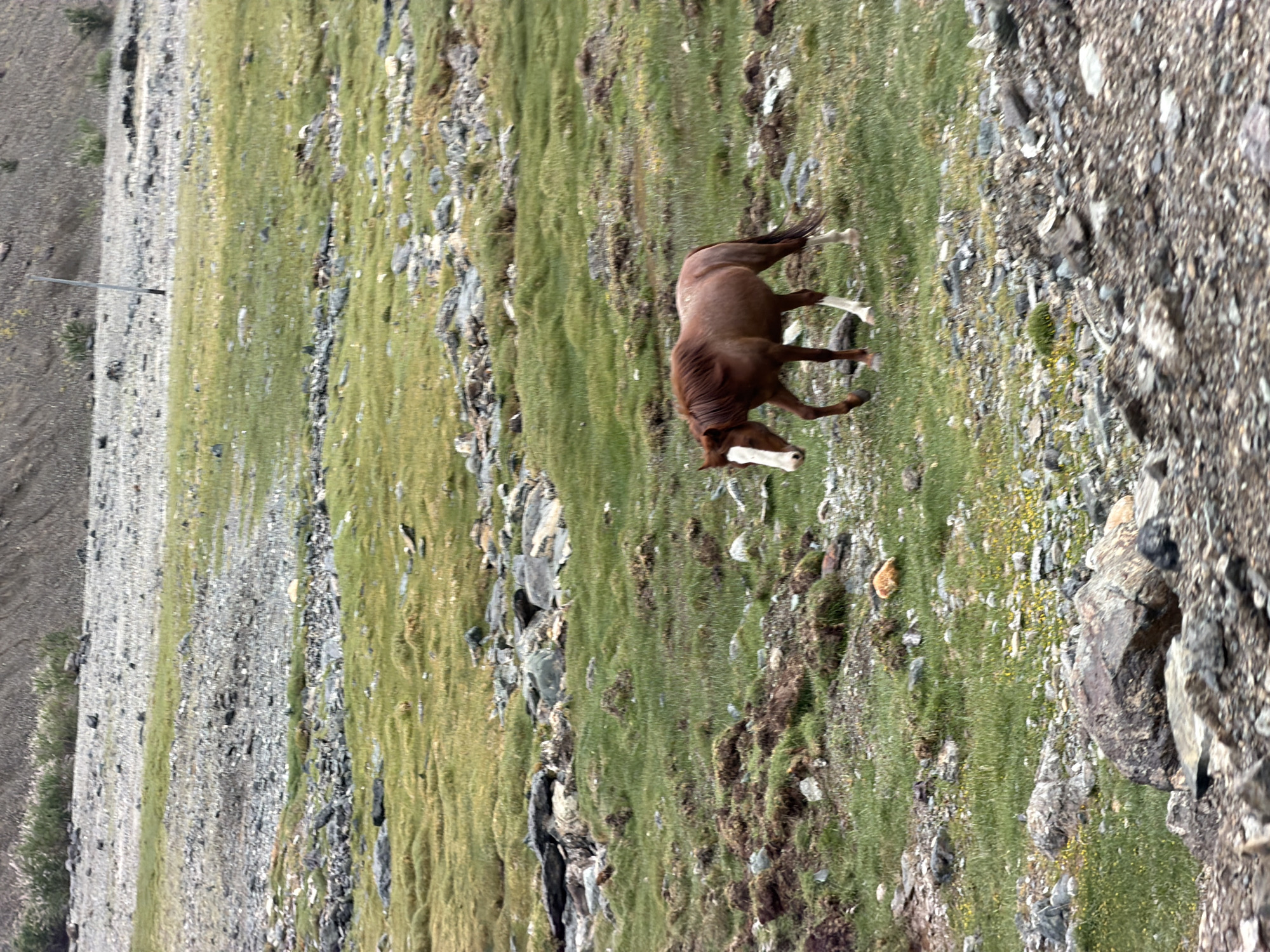A single brown horse with white markings on its face and legs walks across a green, grassy, and rocky plain. The horse is facing left and is mid-stride. The background shows a desolate landscape with a sloped, rocky hill and scattered rocks and vegetation. The image appears to be taken in Sumdo, India, a village located in the Ladakh region known for its arid and mountainous terrain.