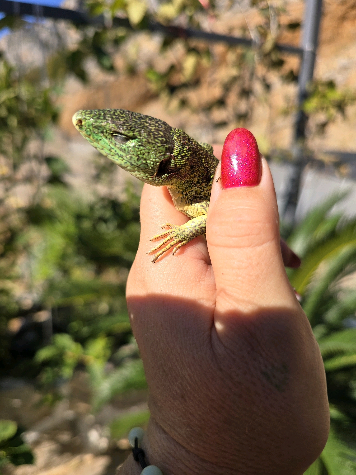 A close-up, eye-level shot shows a person's hand gently holding a green and black-spotted lizard. The lizard's head is turned to the left, with its eyes closed, and its body is partially supported by the thumb and index finger of the hand. The person's thumb is adorned with a bright pink, glittery nail polish. In the background, lush green foliage and a sun-drenched, rocky surface suggest an outdoor setting, possibly a garden or natural habitat in Podgorica, Montenegro. The sunlight creates a dappled effect, casting shadows on the hand and highlighting the textures of the lizard's scales and the skin of the hand.