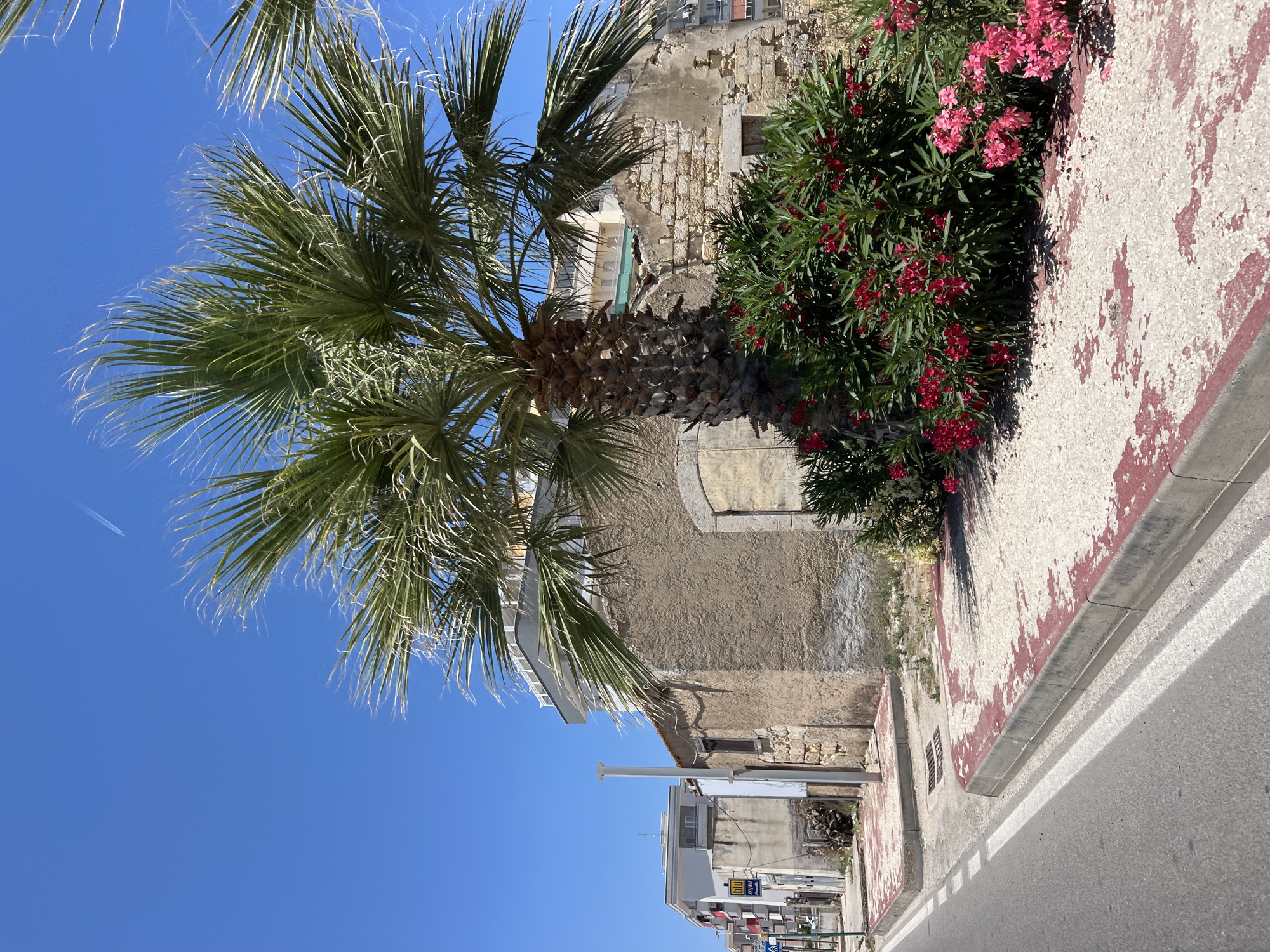 This is a vertical, eye-level, medium shot capturing a street scene in Margherita di Savoia, Italy. The foreground is dominated by a section of an asphalt road with white lane markings, bordered by a textured, pink and white-painted sidewalk. To the left of the sidewalk is a dense green shrub with small pink flowers. A palm tree with large fronds stretches across the frame from the left side, its trunk visible further back.
Behind the vegetation, the facade of an old, weathered building is visible, constructed with rough stone blocks and textured plaster. Part of a newer, lighter-colored building with balconies can be seen to the left of the older structure. Further in the background, more buildings with windows and balconies are visible, suggesting an urban or town setting. The sky is a clear, vibrant blue with a faint contrail from an airplane visible in the upper left quadrant.
The image depicts a sunny day, likely late morning or early afternoon, given the strong shadows cast by the palm tree and shrub. The setting appears to be a coastal town or city, hinted at by the presence of palm trees and the clear blue sky. There is no visible activity or people in the frame. A sign with yellow and black text is partially visible on one of the buildings in the distance. The overall impression is one of a bright, warm, and tranquil Mediterranean streetscape.