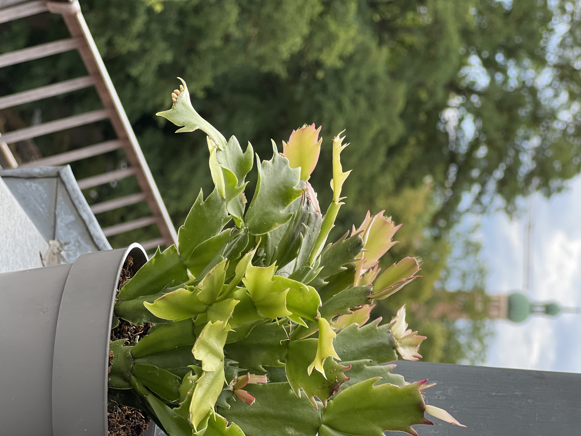 The image shows a close-up of a Christmas cactus (Schlumbergera) in a gray pot, placed on a balcony railing. The cactus has vibrant green, segmented leaves with some pinkish tips, and a few developing buds. In the background, out of focus, are lush green trees and a cloudy sky. A distinctive green-domed tower, likely part of a church or historical building in Straubing, Germany, is visible in the distance. The scene depicts a potted plant on an outdoor balcony with a cityscape in the background.