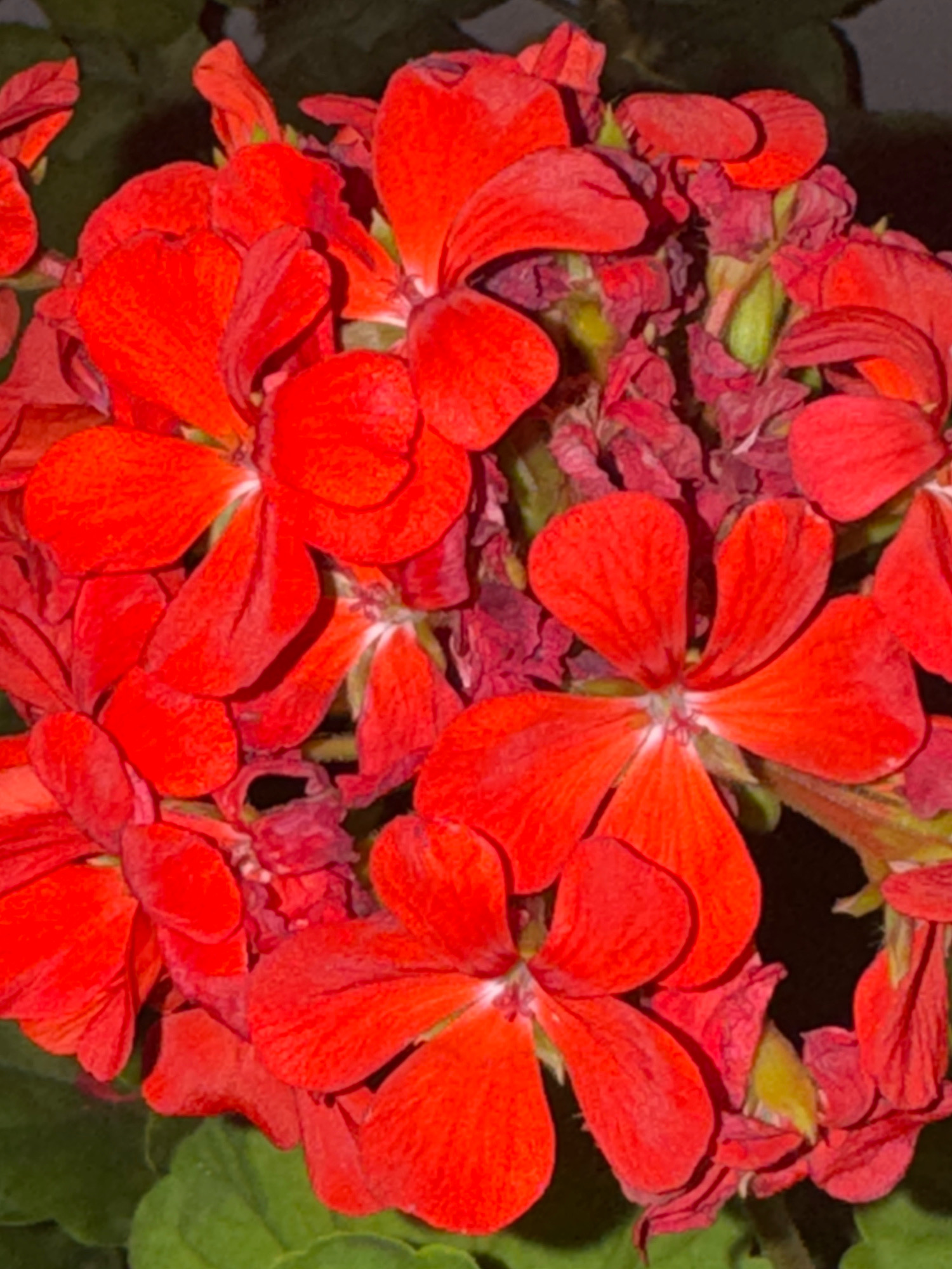 A close-up, overhead view captures a cluster of vibrant red flowers, likely geraniums, in the Agios Tychona Community, Cyprus. The blooms are in various stages of opening, with some petals fully unfurled and others still tightly closed. The petals are a rich, saturated red, with delicate veins visible on their surfaces. The flowers are densely packed together, creating a textured and visually striking composition. Some of the surrounding foliage, appearing as dark green leaves, is visible at the bottom and edges of the frame. The lighting suggests a natural outdoor setting, with shadows creating depth and highlighting the contours of the petals. There are no people or any other objects present in the image. The focus is entirely on the natural beauty of the flowers.