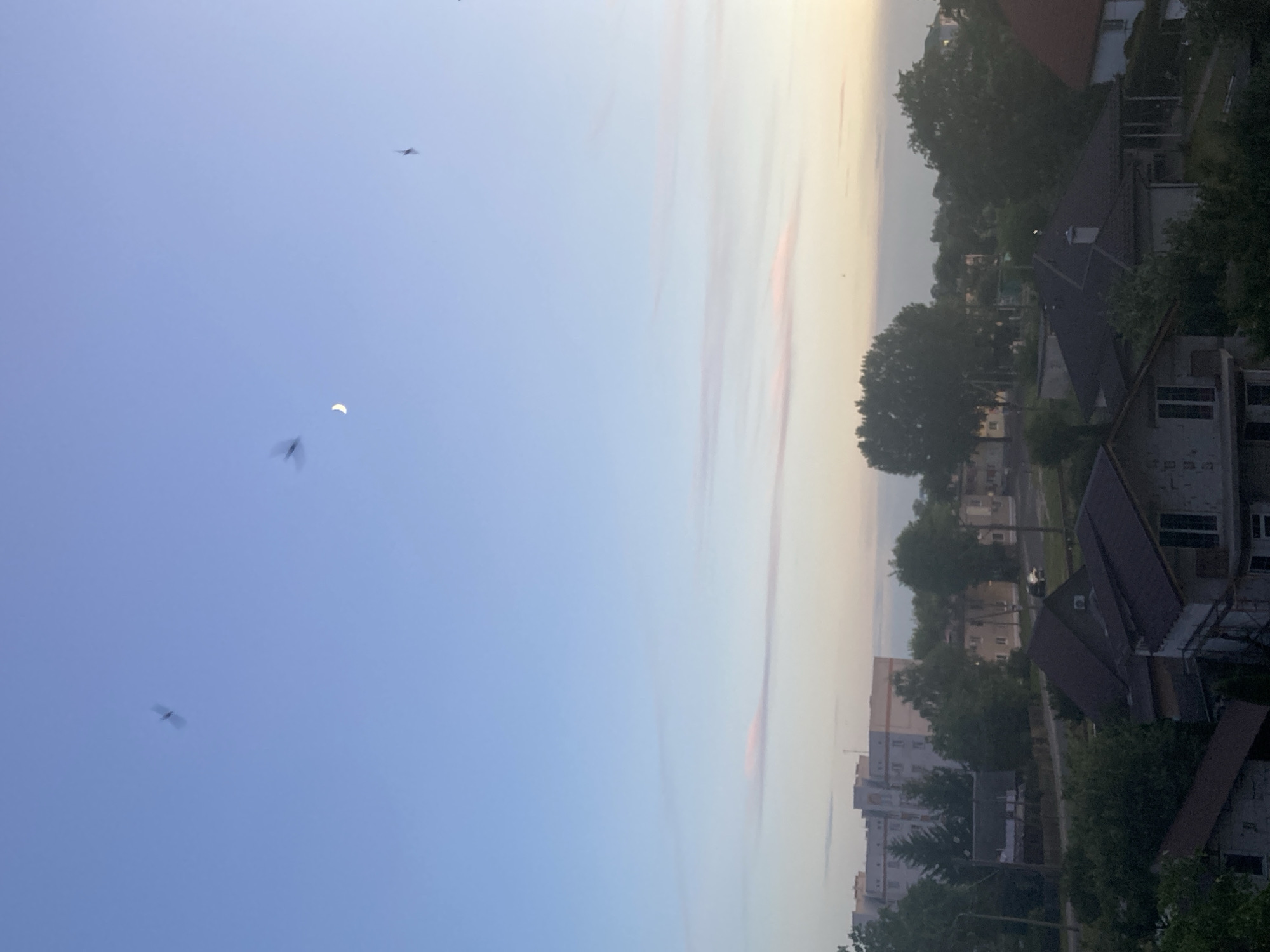 The image depicts an outdoor scene at dusk or dawn, with a pale blue sky transitioning to warmer tones near the horizon. Several indistinct dark shapes, possibly insects, are visible in the sky. A crescent moon is also present in the upper right quadrant of the sky. Below the sky, a suburban landscape unfolds, featuring various residential buildings, trees, and some infrastructure. The buildings range in style and size, with some appearing to be multi-story apartment blocks and others smaller houses with dark-colored roofs. Vegetation, including mature trees, is scattered throughout the scene, interspersed with buildings and roads. The overall impression is of a quiet residential area at twilight.