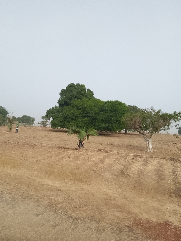 The scene depicts a dry, open field under a hazy, light grey sky, likely in Angwan Hausawa, Nigeria. The foreground and midground are covered in parched, reddish-brown earth with sparse, dried vegetation and faint linear patterns suggesting past tilling or tracks. In the midground, a cluster of large, densely foliated green trees stands prominently. To their right, a tree with a lighter, possibly whitewashed, trunk and sparser green leaves is visible. Closer to the foreground, a small, multi-stemmed palm-like tree with green fronds grows from the dry ground. In the far left of the midground, a solitary individual, dressed in light-colored clothing, walks away from the viewer, moving towards the left. This person carries a green object, possibly a container, balanced on their head. Further in the background, more distant, less distinct trees are visible along the horizon line.