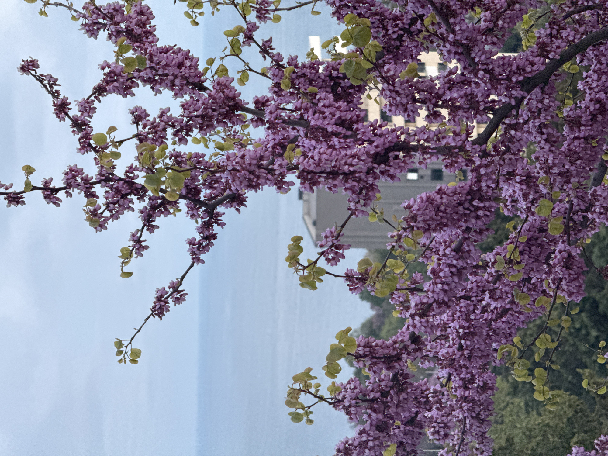 The image depicts branches of a flowering tree with small, pink-purple blossoms and light green leaves. In the background is a body of water, possibly the Black Sea, and an indistinct building. The scene is likely located in Varna, Bulgaria, given the presence of vegetation and the coast. No people are visible. The environment appears to be urban, with a natural element. The image is rotated counterclockwise.