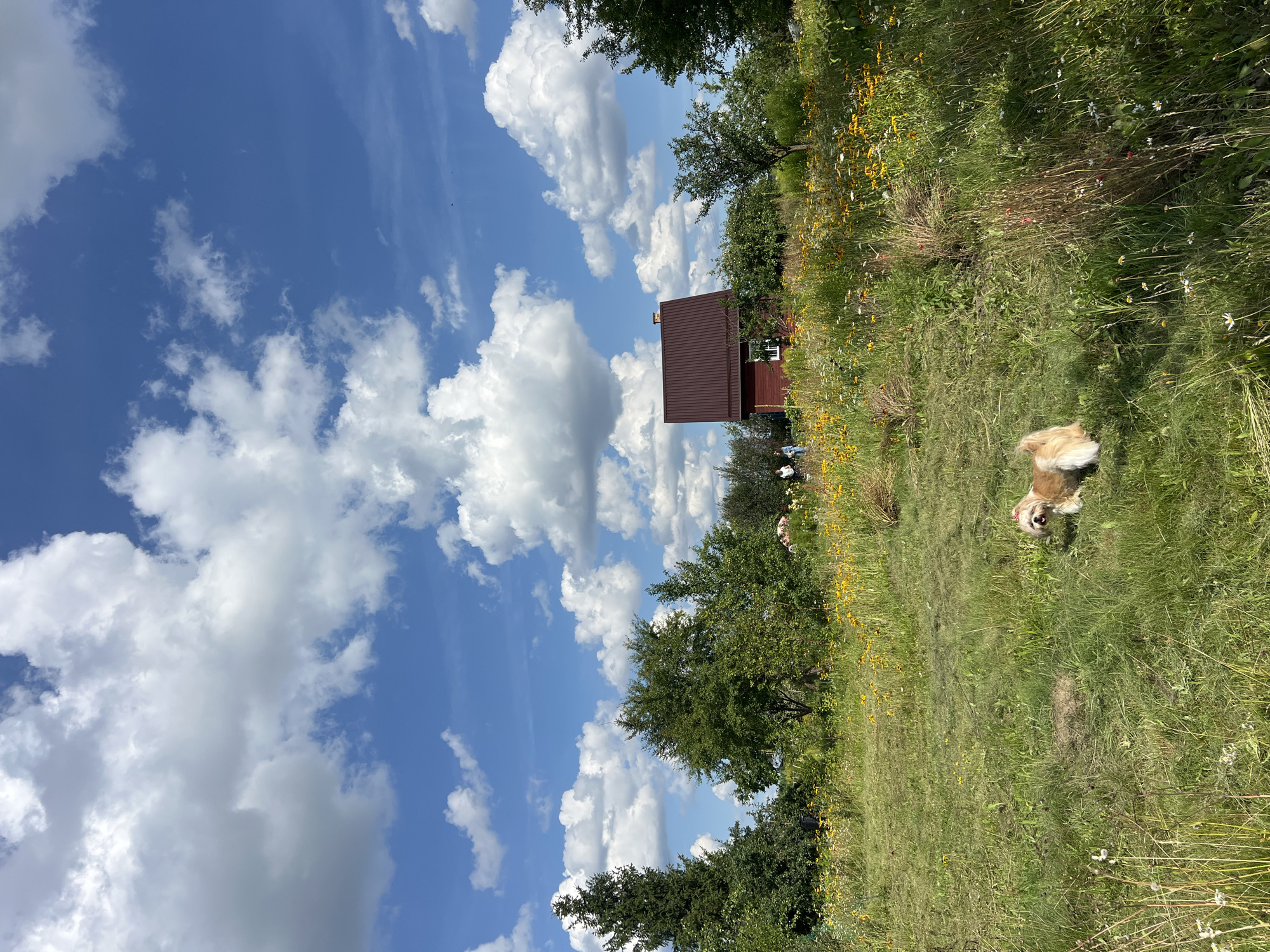 In Fasty, Poland, a fluffy, tan and white dog is captured in a sunny, outdoor scene. The dog stands on a lush green lawn, with a meadow of yellow and white wildflowers stretching towards a small, red-sided house in the background. The house has a dark red, sloped roof and a single white-paned window visible on its side. Two individuals, one in a blue shirt and the other in a lighter colored top, are walking near the house, further into the property. The sky above is a vibrant blue, dotted with fluffy white cumulus clouds, suggesting a pleasant summer day. Tall green trees, including a prominent evergreen on the left, frame the scene. The overall environment suggests a rural or semi-rural setting, typical of the outskirts of Fasty.