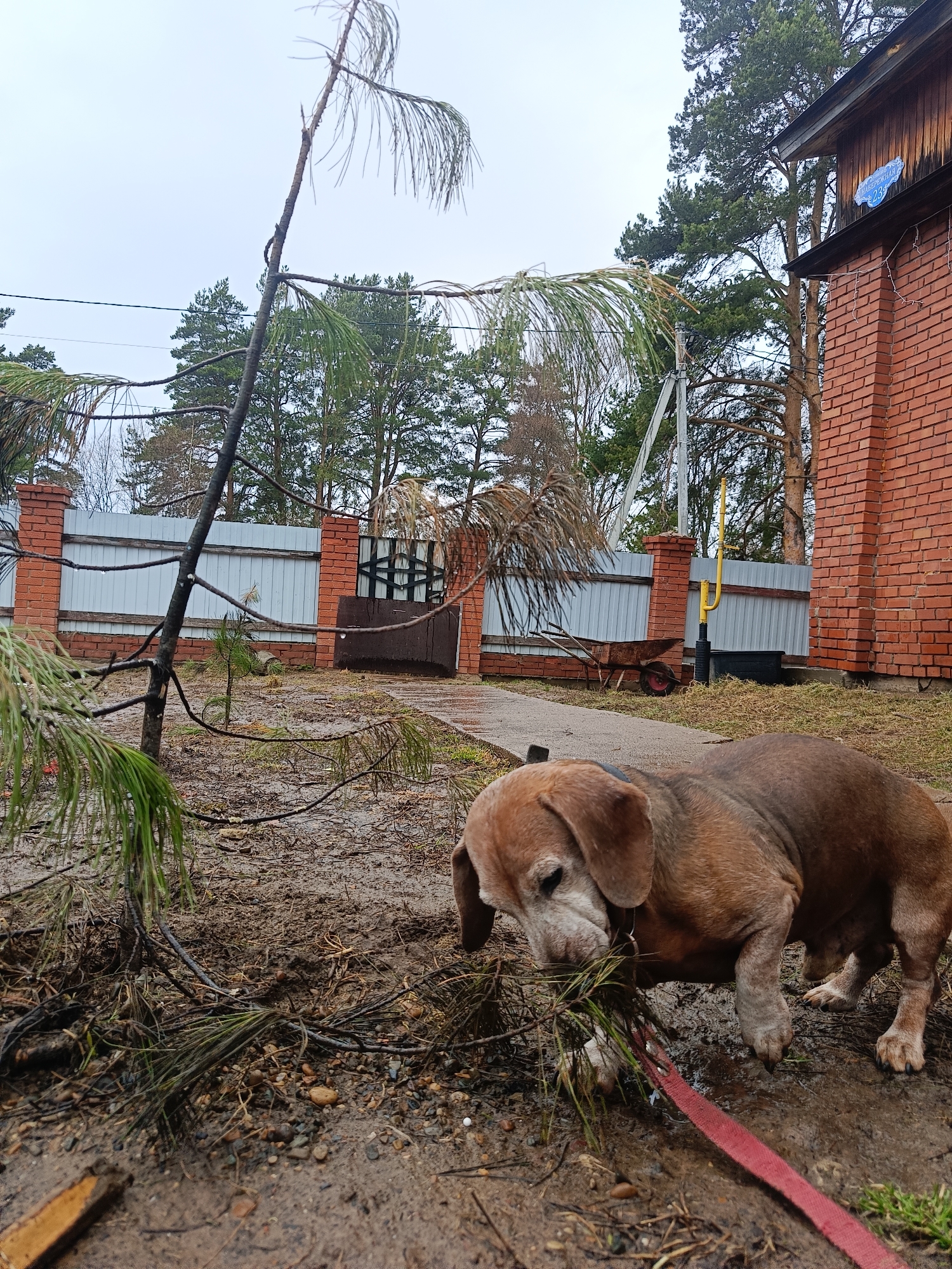 The image depicts a dachshund on a leash in a muddy yard. The dog is brown and appears to be older, as indicated by the graying fur on its face. It is standing in a yard covered in mud and debris, seemingly picking up sticks or pine needles. A young, damaged pine tree is in the foreground. In the background, there's a fence constructed from brick pillars and white panels, a gate, and a brick building. A wheelbarrow sits beside the fence, and trees are visible further into the background. The sky is overcast. The specific location in Rusalevka, Russia, cannot be confirmed from visual features within the image.