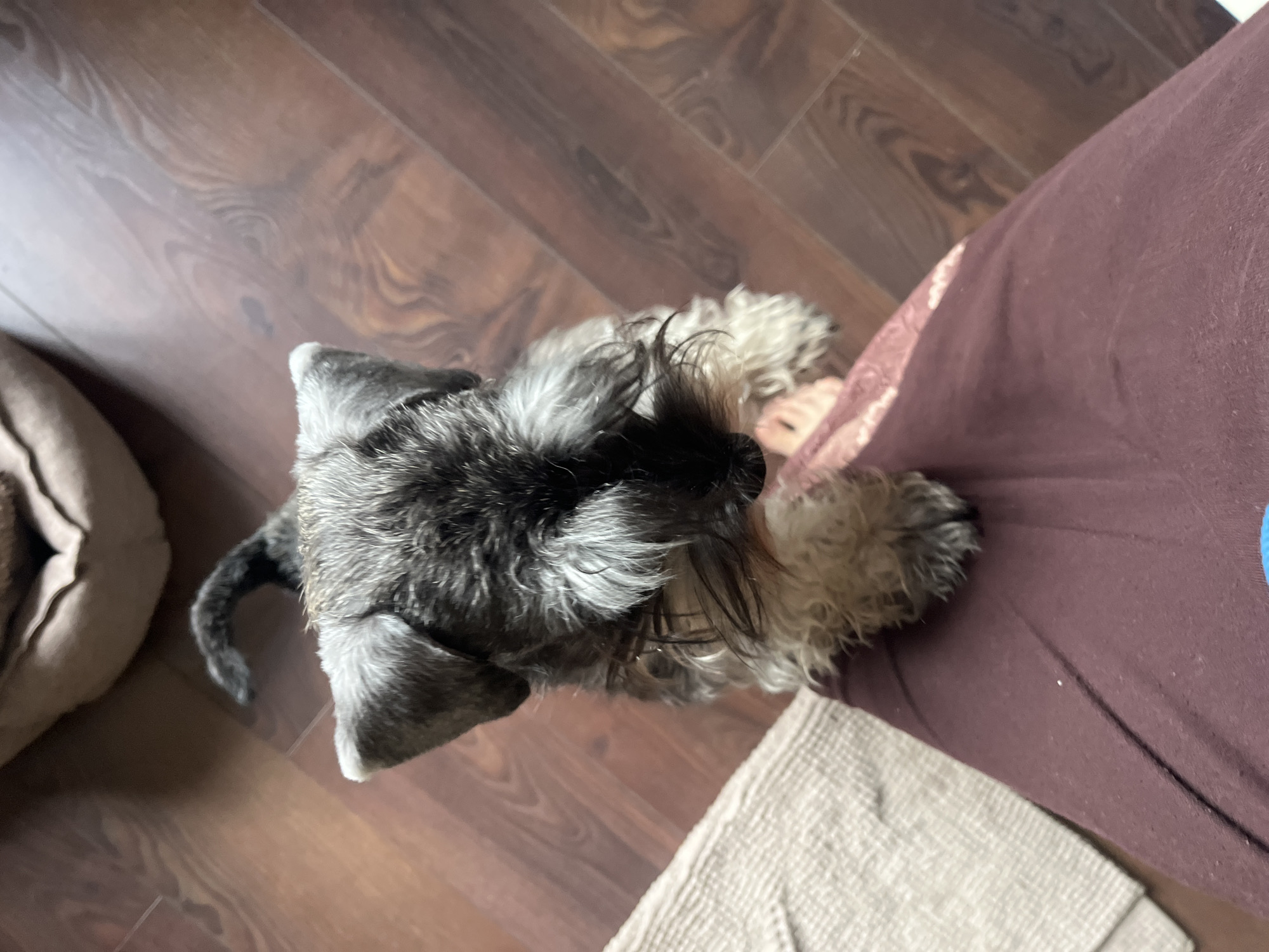 In Vladimirovka, Russia, a Miniature Schnauzer stands on its hind legs, its front paws resting on the lap of a person wearing maroon clothing. The dog has a salt-and-pepper coat and a bushy beard and eyebrows. It is looking directly at the camera with an alert expression. The background consists of a wooden floor and a beige rug. A dog bed is visible in the upper part of the image. The lighting suggests an indoor setting during the daytime.