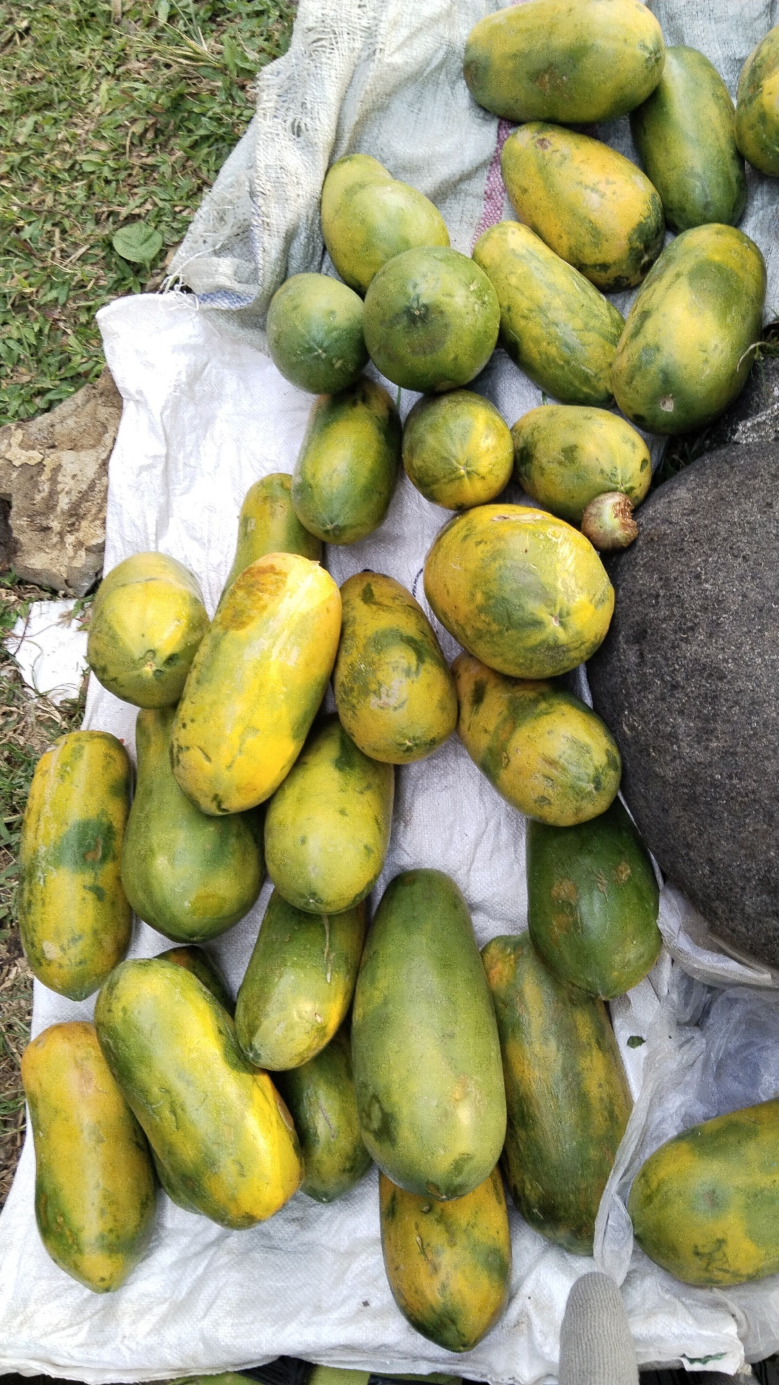 A pile of papayas, some ripe and yellow, others green, are displayed on a white cloth on the ground in Margatunggal, Indonesia. A large gray rock sits to the right of the papayas. The ground surrounding the papayas is covered with green grass and some dry leaves. The papayas vary in size and shape, with some being elongated and others more round. The cloth is slightly rumpled and appears to be made of a coarse material. There are no people visible in the image.