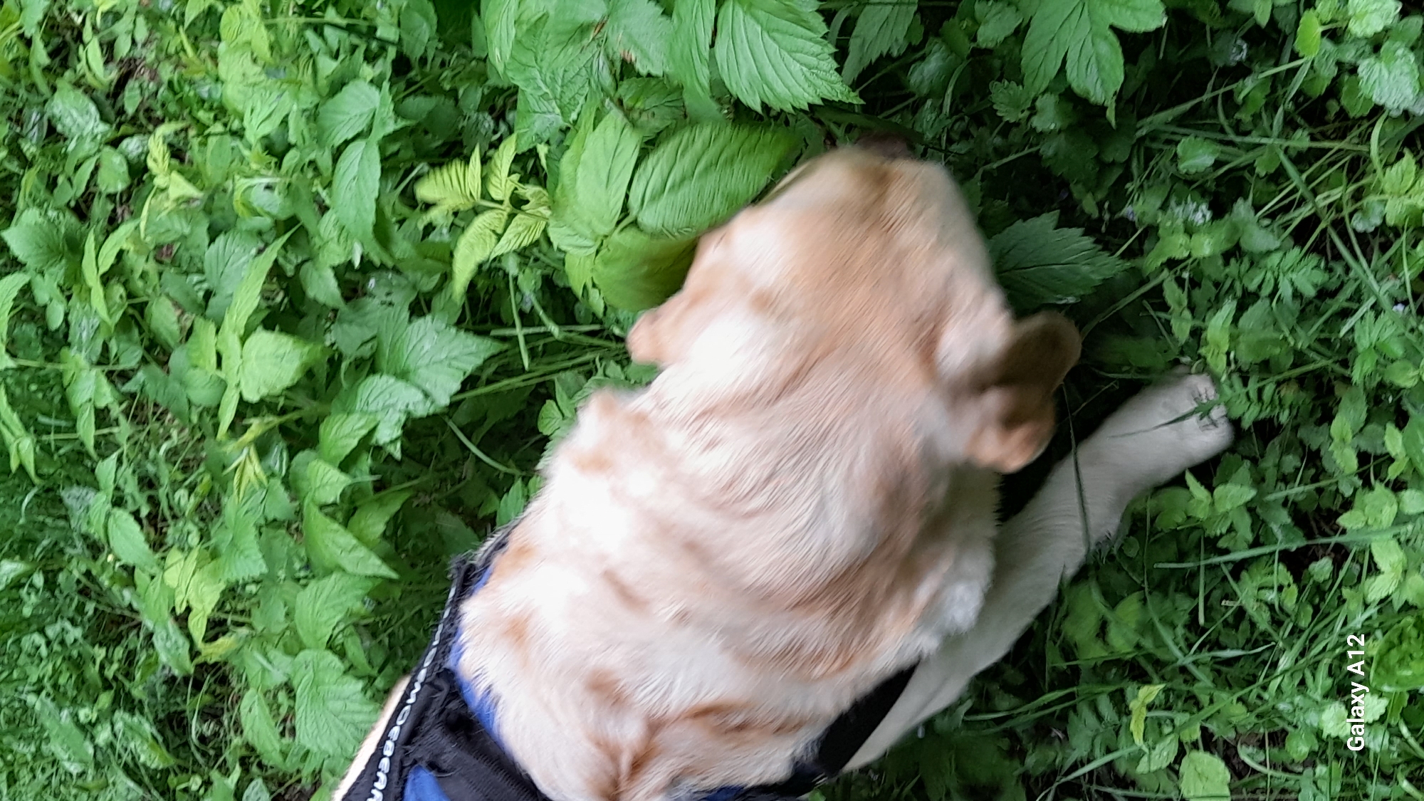 A light-colored dog, likely a Golden Retriever or Labrador, is captured from an overhead perspective, partially obscured by lush green foliage. The dog's body, primarily light fawn or cream-colored fur with some darker streaks, fills a significant portion of the frame. It appears to be lying down or rolling on its side amidst dense, varied green plants, possibly sniffing or playing in the undergrowth. A blue and black harness is visible on its back, with partially discernible white text that appears to read "MOEBEAR" or similar. One light-colored paw is extended into the foliage on the right side of the image. The dog's head is mostly hidden by the leaves at the top left. The setting is an outdoor, natural environment, characterized by abundant, vibrant green leaves and stems, suggesting a forest, park, or overgrown area. The lighting indicates daytime, possibly overcast or dappled, contributing to the rich green hues. In the bottom right corner, "Galaxy A12" is visible vertically, indicating the camera used. The scene is set in Марковский, Russia.