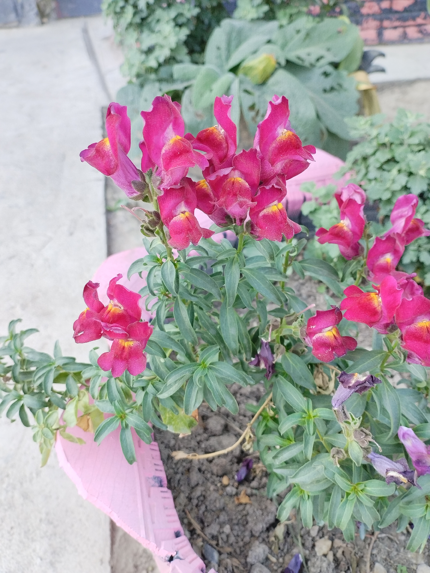 A close-up shot captures a cluster of vibrant fuchsia snapdragons in full bloom, their petals tinged with yellow at the throat. The flowers are arranged on tall, green stalks, interspersed with lush, green foliage. Some of the lower flowers appear to be wilting or have already withered into shades of purple and brown. The snapdragons are planted in dark soil within a pink, chipped planter, possibly a repurposed tire, which is partially visible in the foreground. The background is blurred, suggesting an outdoor setting in Kyzyl-Kyya, Kyrgyzstan, with hints of other plants and possibly a brick wall. The lighting is natural, illuminating the flowers and their delicate textures.