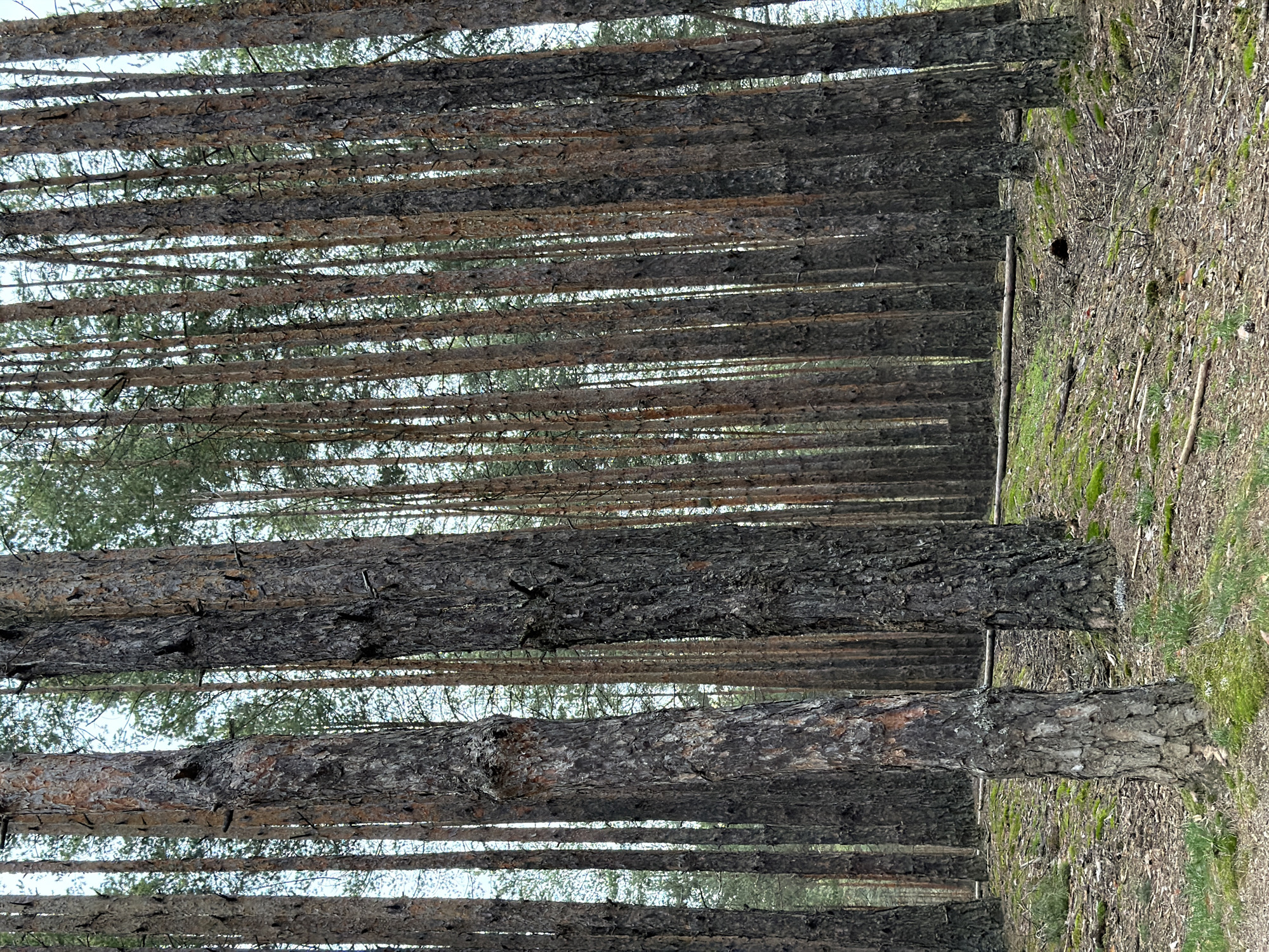 The image shows a section of a pine forest. The scene depicts numerous tree trunks aligned vertically. The ground to the right of the frame is covered with dry leaves, sparse grass, and moss. The tops of the trees reach towards the sky, visible through gaps in the dense foliage. The forest is situated in Velingrad, Bulgaria.