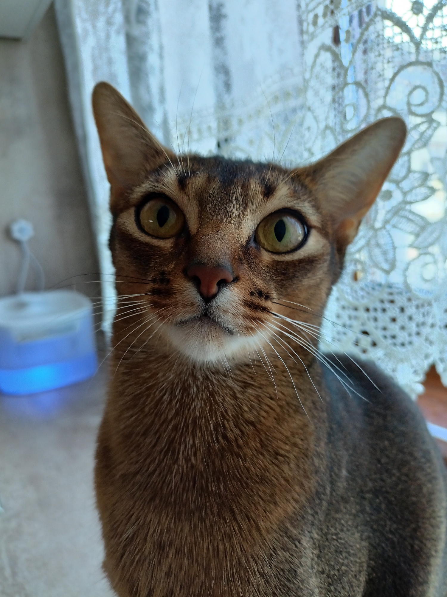 A close-up, eye-level, portrait-oriented shot captures an Abyssinian cat's face, looking directly at the camera. The cat's fur is a warm reddish-brown with distinct dark tabby markings on its head and face. Its large, almond-shaped eyes are a striking golden-green, with black pupils. White whiskers fan out from its muzzle, and its pink nose is visible. The background is softly blurred, showing a light-colored lace curtain on the right and a blue-lit humidifier on the left. The image does not contain any elements that would place it in Volgodonsk, Russia.