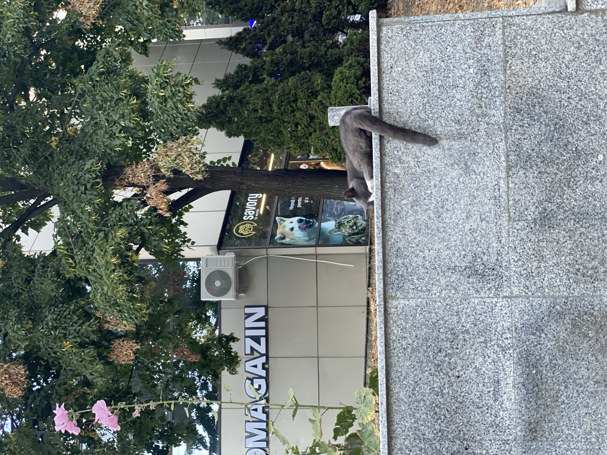 In the city of Chișinău, Moldova, a grey cat with white paws and chest is resting on a granite wall in front of a modern building. The building features large windows and signs, one reading "MAGAZIN" and another with the "Savory" logo, which appears to be a pet store with images of a dog and a cat. The cat is lying down, with its head tucked and its tail hanging over the side of the wall. Behind the wall and building, there are trees with green leaves and some dried seed pods. An air conditioning unit is mounted on the building's facade. The overall scene suggests a relaxed, urban environment.