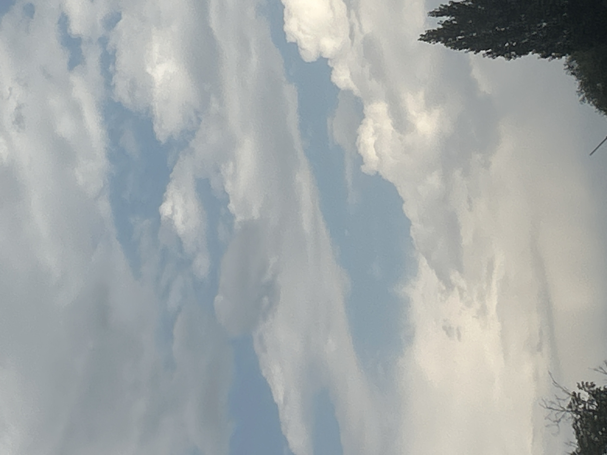 A low-angle, outdoor, full shot captures a partly cloudy sky with scattered sunlight. The clouds are a mix of white and gray, with patches of blue sky visible between them. In the lower right corner, the top of a tall, dark green coniferous tree is visible, with a darker green canopy below. To the left of the tree, a few bare branches of a deciduous tree are visible against the sky. The scene is devoid of any human presence or activity. The location is Dmitrievka, Kyrgyzstan.