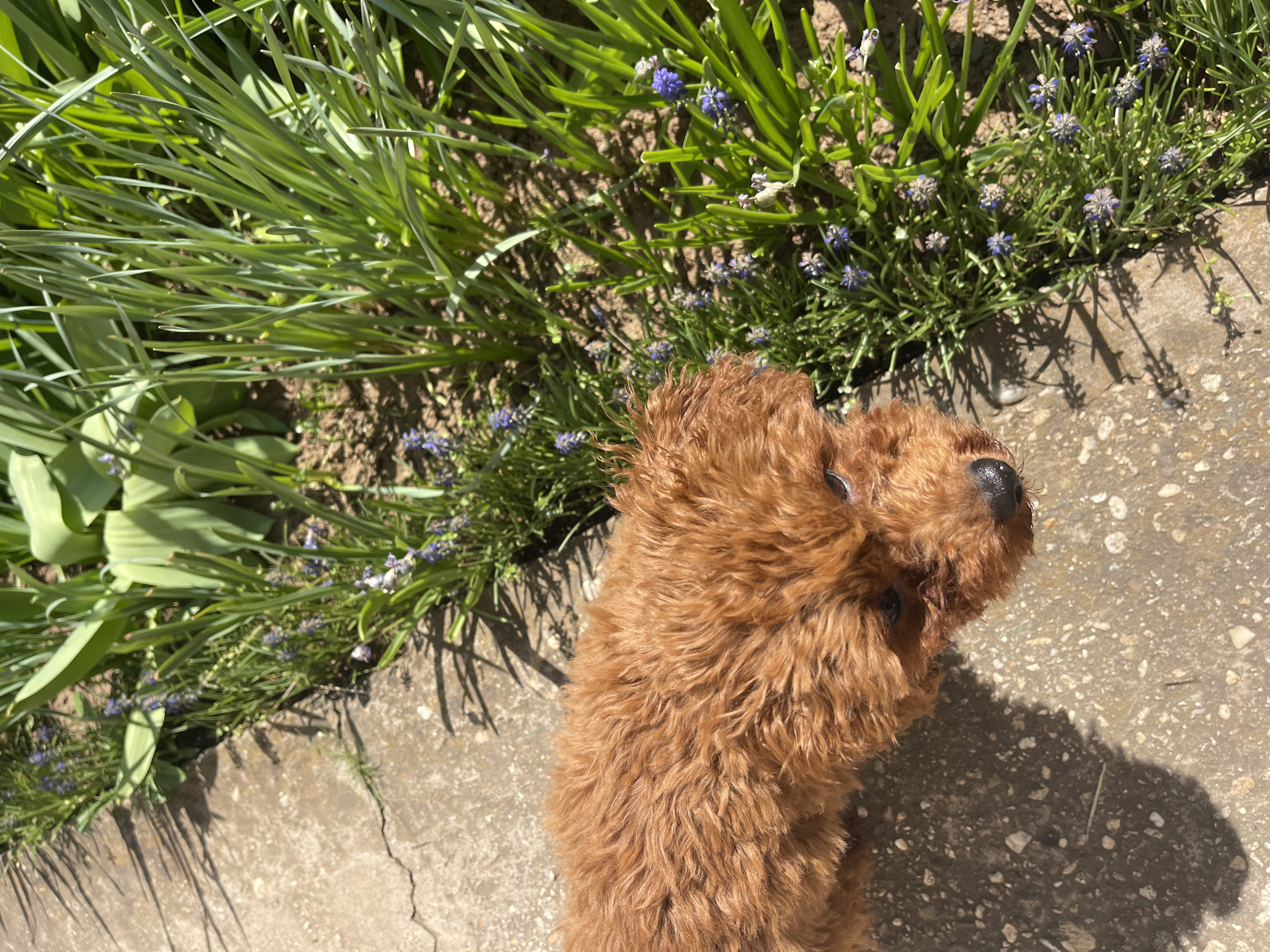 A small, reddish-brown dog with curly fur, likely a poodle or poodle mix, is the central subject in this outdoor image. Its head is turned towards the left and slightly upwards, revealing its dark, shiny nose and a visible eye, suggesting it is looking intently at something beyond the frame or above it.
The setting appears to be a garden or park in Sofia, Bulgaria, with a concrete or paved path running along the bottom and right side of the image. To the left and top, a vibrant garden bed is visible, filled with lush green foliage. The plants feature long, slender leaves, characteristic of spring growth, and numerous small clusters of tiny purple-blue flowers, possibly grape hyacinths (Muscari), adding splashes of color to the verdant greens. The soil in the garden bed is dark brown.
The strong, distinct shadows cast by the plants and the dog onto the concrete path indicate bright, direct sunlight, suggesting a clear day, likely late morning or early afternoon. The concrete path shows minor cracks and texture. The dog's fur appears slightly tousled, and its expression conveys curiosity or alertness to its surroundings. There is no visible text in the image.