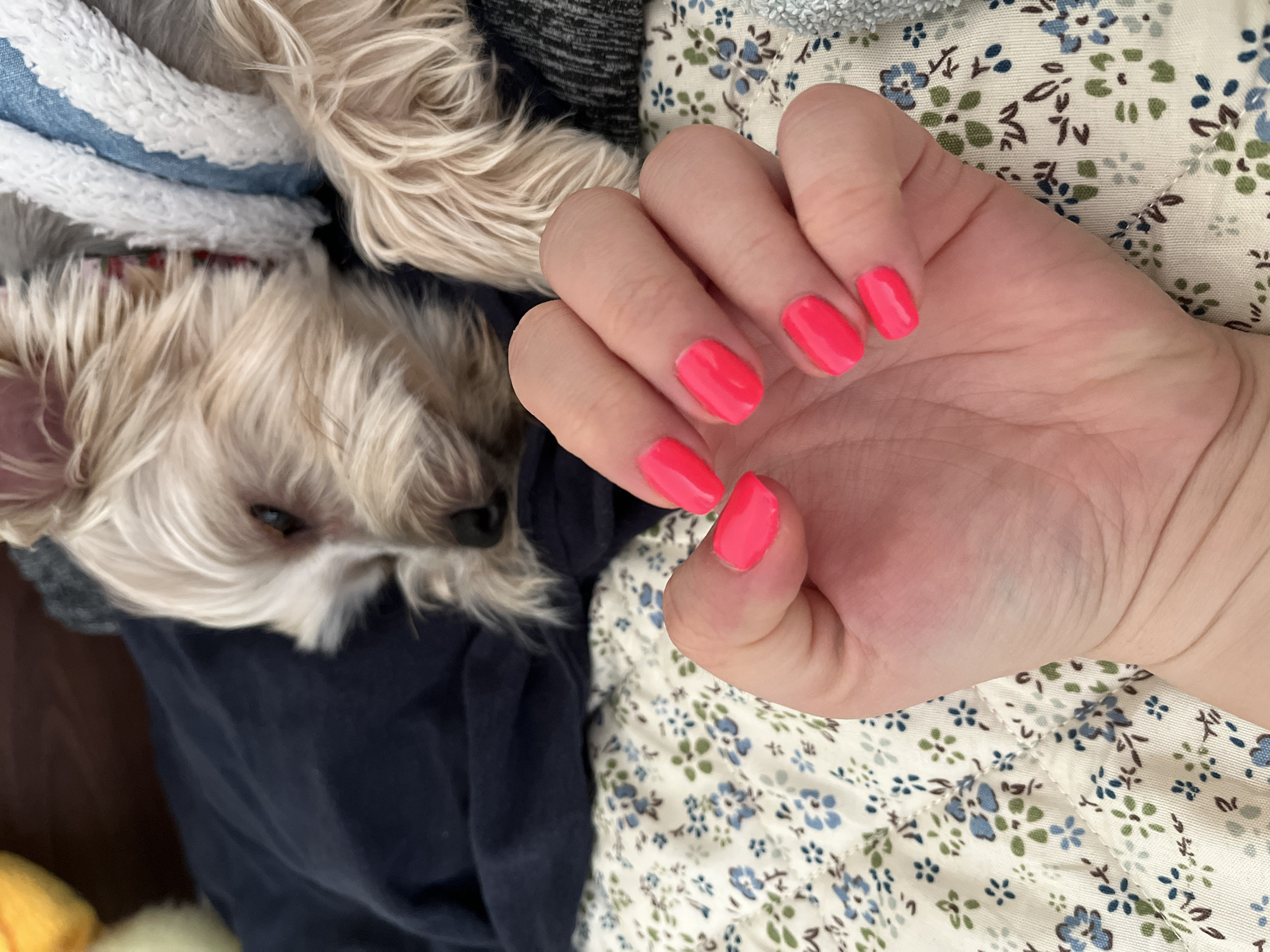 A close-up shot shows a person's hand with bright pink fingernails in the foreground. The hand is resting on a floral-patterned duvet. In the background, a small, light-colored dog with its eyes closed is sleeping on a dark blue blanket. The dog appears to be wearing a blue and white patterned garment. The scene suggests a relaxed, domestic setting, possibly a bedroom or living area. No specific location in Plovdiv, Bulgaria is identifiable from the visual information provided.