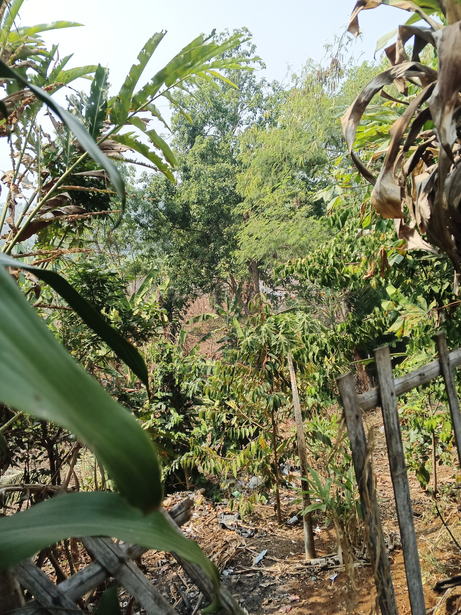 The image depicts an outdoor scene in Warungkiara, Indonesia, characterized by dense vegetation and a somewhat unkempt environment. In the foreground, large green leaves, possibly from a banana plant, dominate the left side, obscuring parts of the background. To the right, a rustic wooden structure, appearing to be a fence or gate made of unrefined logs and branches, is visible.
The midground and background reveal a variety of plants and trees, including lush green foliage and some drier, brown branches. The ground is covered with dirt, dry leaves, and scattered pieces of litter, including plastic wrappers and other debris, suggesting a lack of regular maintenance. Several thin wooden posts are interspersed among the plants, likely serving as supports or part of the fencing. The overall impression is of a natural area that has been partially encroached upon by human activity, evidenced by the trash. The sky is a pale blue, indicating daylight. There are no people or animals visible in the frame.