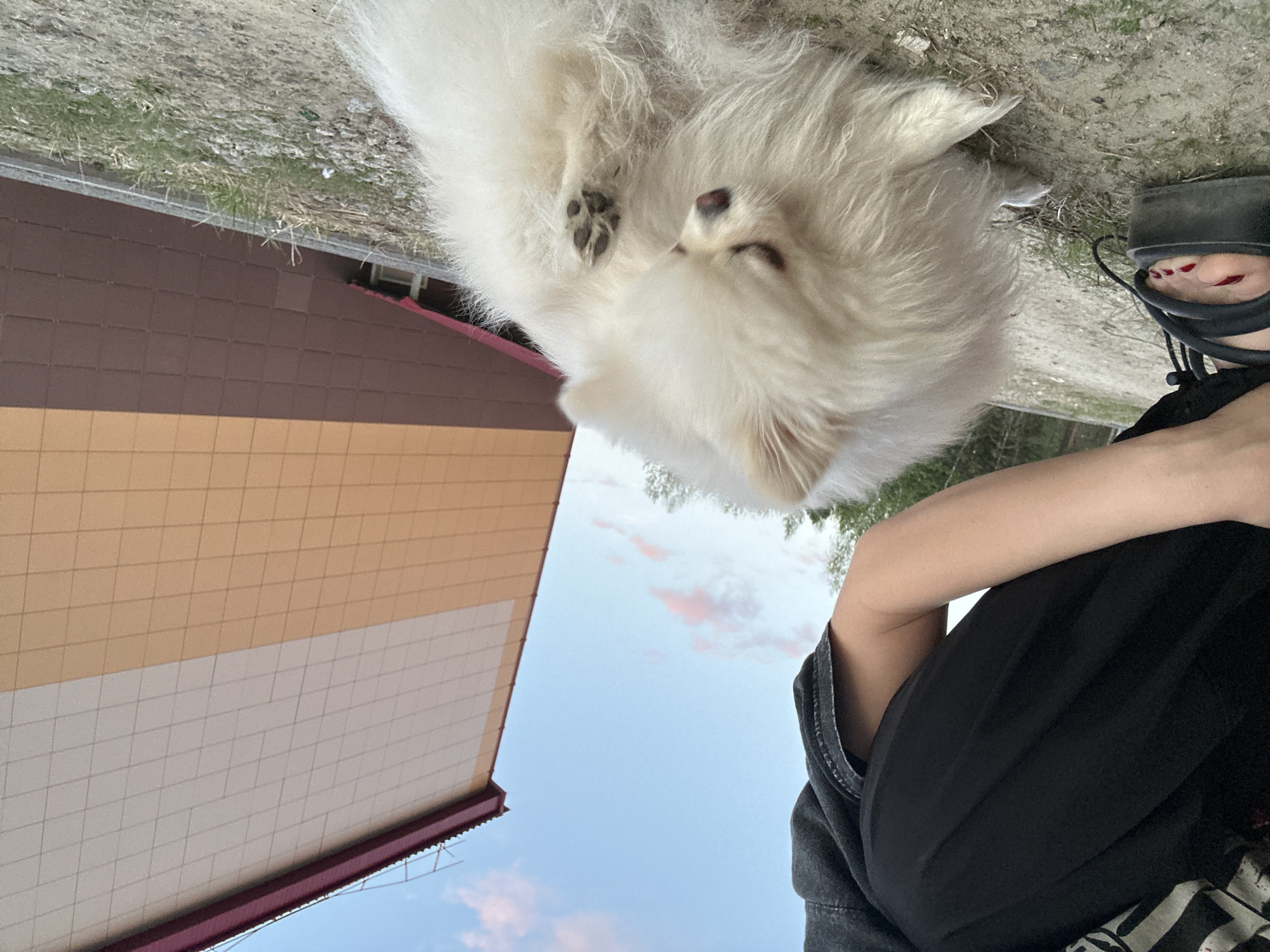 The image, rotated 90 degrees counter-clockwise, captures a low-angle scene outdoors featuring a person and a small, fluffy white dog.
**Subjects:** A person is visible on the right side of the frame, appearing to be sitting or crouching. They wear dark clothing, including what looks like a black t-shirt and dark pants. Their right foot, adorned with red toenail polish and wearing a dark, strappy sandal, is prominent. To the left and slightly in front of the person is a small, white, fluffy dog, likely a Pomeranian or similar Spitz breed, resting on the ground. One of the dog's dark paw pads is clearly visible on its belly as it lies down.
**Scene/Setting:** The ground beneath the subjects consists of sparse dry grass and dirt. In the background, to the left of the frame, is a building with a distinct architectural style. Its facade is segmented into a lower section of light beige/off-white panels with a grid pattern and an upper section of dark brown panels, also with a grid pattern. A dark red trim runs along the building's edge. Above the building and partially above the dog is a clear blue sky, punctuated by scattered light pink and white clouds. Distant trees or foliage are faintly visible against the sky.
**Activity or Event:** The scene depicts a calm moment of companionship, with both the person and the dog at rest outdoors.
**Notable Details:** The sky with light pink clouds suggests either early morning or, more likely, late afternoon/early evening. The weather appears clear and pleasant. The red toenail polish adds a touch of color. No visible text is present in the image. The location is Vysokiy, Russia.