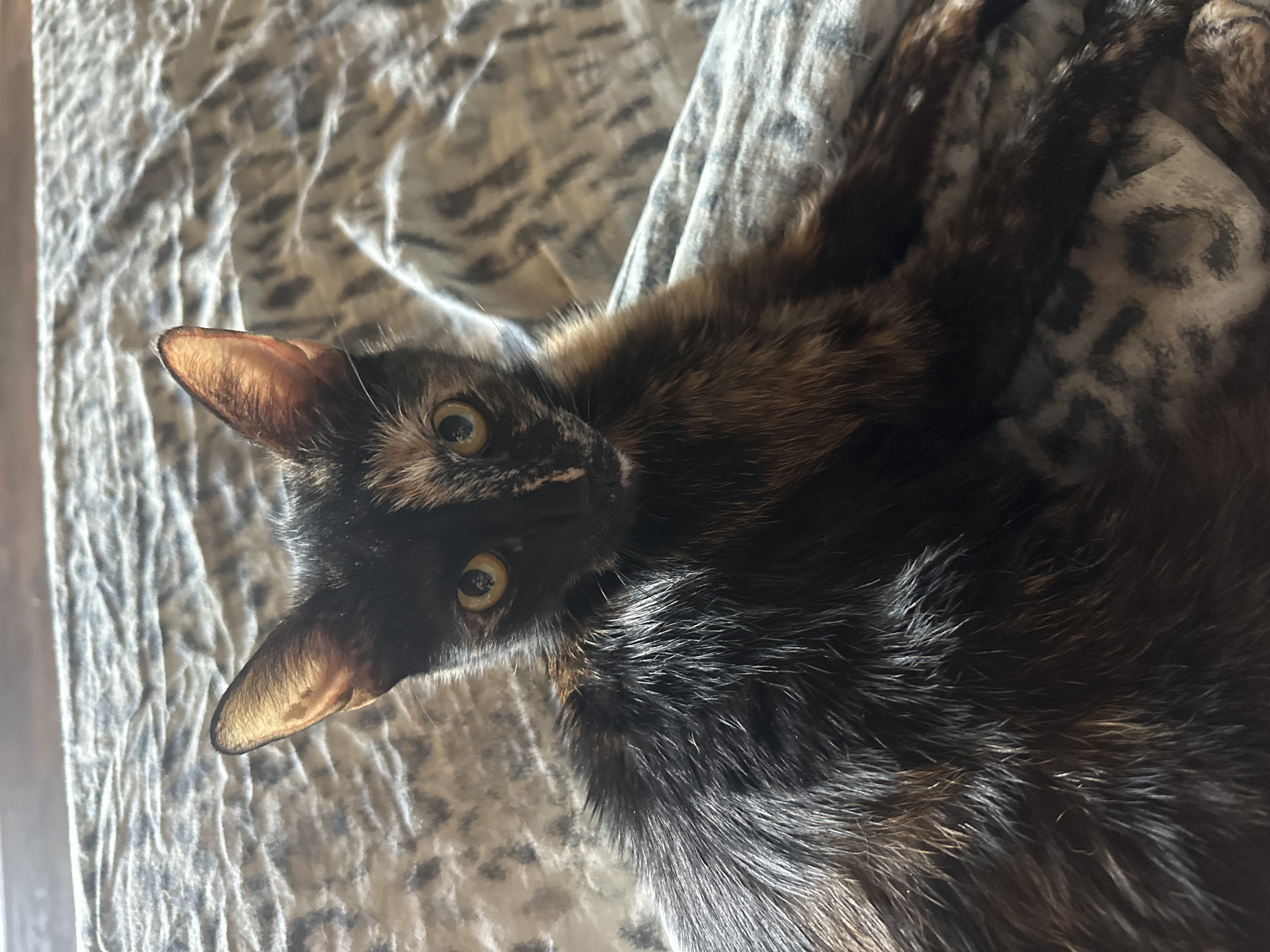 A tortoiseshell cat is lying on a patterned surface. The cat has dark brown, black, and reddish-brown fur. Its eyes are yellow and it is looking directly at the camera. The background is a gray and white patterned fabric, possibly a blanket or bedspread. The lighting suggests it is daytime, with sunlight casting shadows. The location is not discernible from the image.