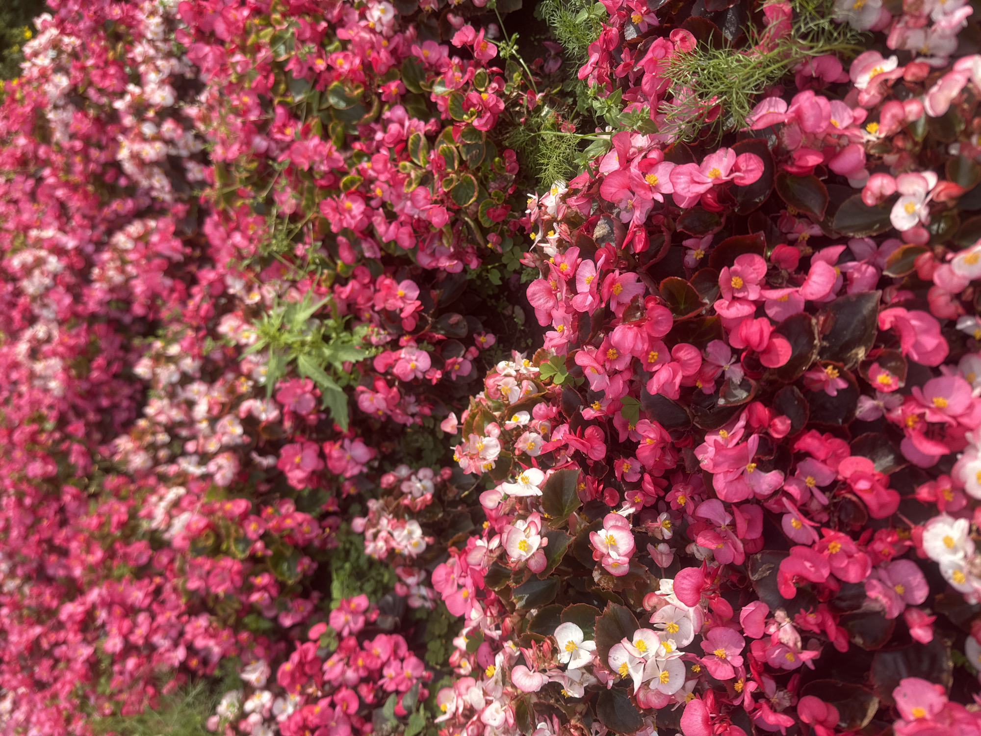 A dense, low-angle, close-up shot shows a bed of vibrant pink and white begonias, some with yellow centers, in the city of Sovkhoza imeni Lenina, Russia. The flowers are tightly packed, with dark green leaves visible beneath them. A few sprigs of delicate, feathery green foliage also punctuate the floral arrangement. The scene is bathed in natural light, creating a bright and cheerful atmosphere. No people or animals are present.