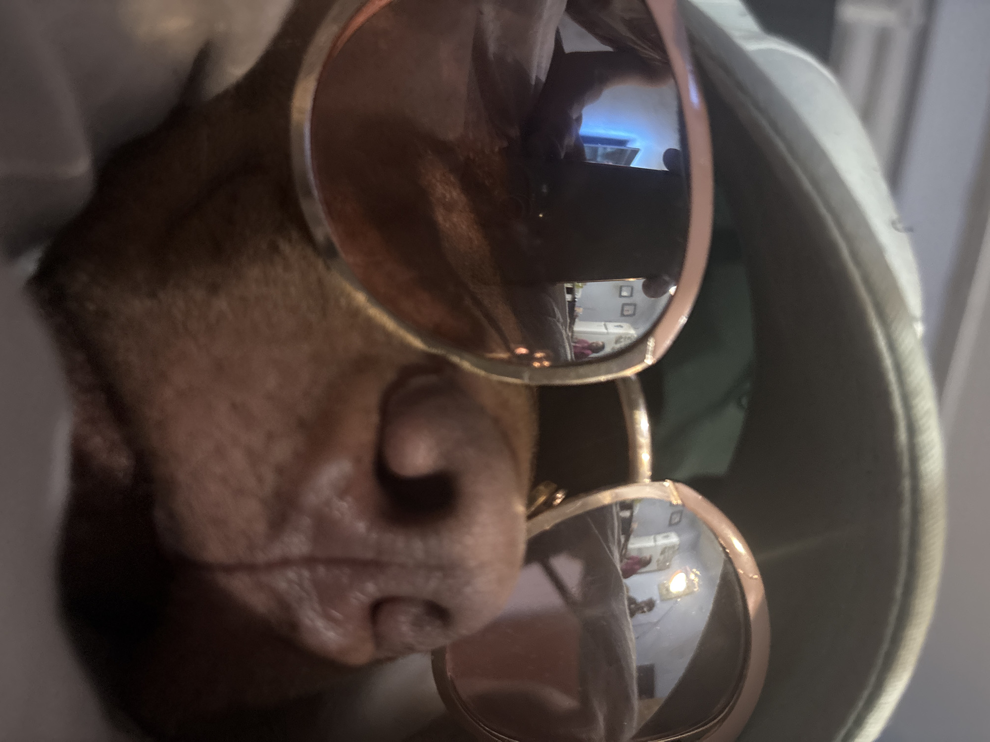 A brown dog with a large nose is wearing rose-gold sunglasses. The reflection in the sunglasses shows a kitchen, part of a person holding a phone, and a television on. The dog is sitting inside of a light green car seat. The location is not discernable.