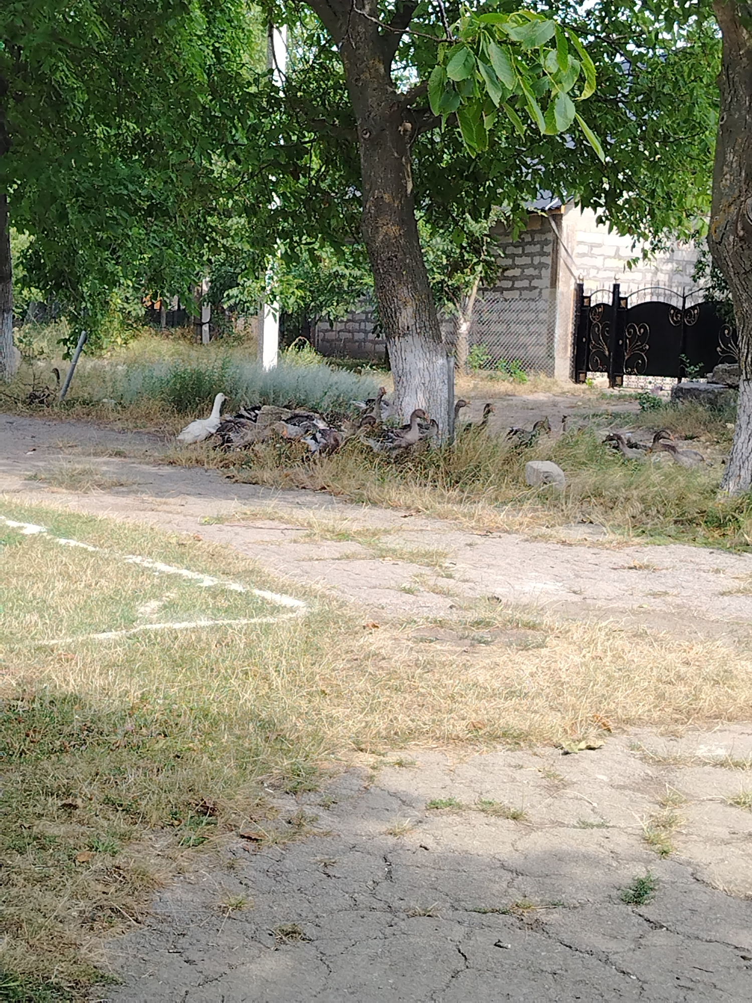 The image depicts a flock of geese gathered in a grassy area next to a dirt path, with a brick building and a decorative black metal gate in the background. A single white goose stands apart from the darker geese, which are clustered together. Trees with green foliage are visible overhead, casting shadows on the scene. The ground is a mix of dry grass and cracked pavement. The location is identified as Ignăței, Moldova.