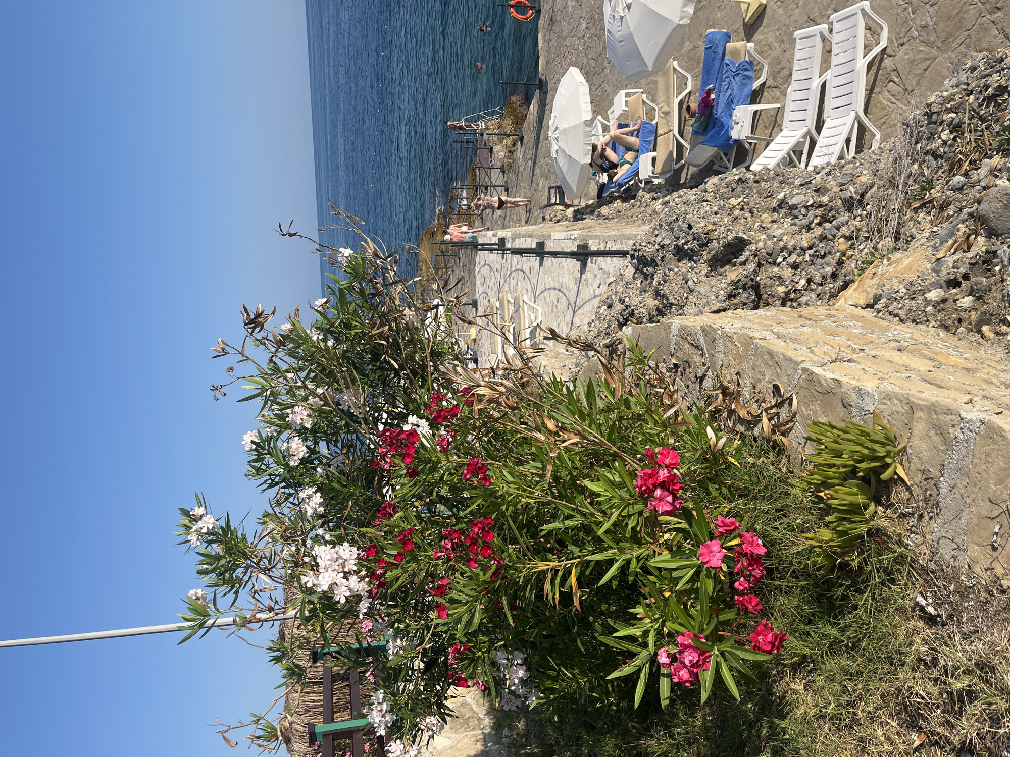 This is a wide-angle, eye-level shot of a seaside resort area in Alanya, Turkey, likely on a sunny day. In the foreground, a lush bush with pink and white oleander flowers is in full bloom, growing next to a low stone wall. Behind the bush, a paved walkway with black metal railings runs along the edge of a rocky cliff overlooking the sea. Several empty white lounge chairs are visible on the paved area. Further down the walkway, a few people are relaxing on lounge chairs under white umbrellas, and a couple are walking. In the background, the clear blue Mediterranean Sea stretches to the horizon, with a few people swimming and a ladder leading down to the water from the rocky edge. The overall scene conveys a peaceful and relaxing vacation atmosphere.