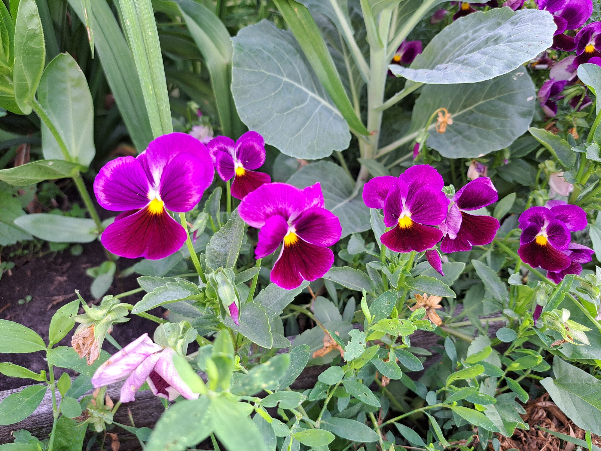 The image shows a close-up of vibrant purple pansies with yellow centers, blooming in a garden setting. The flowers are in various stages of bloom, with some fully open and others forming buds. Lush green foliage, including large, broad leaves that appear to be from a cabbage plant, surrounds the pansies. The ground beneath the plants is dark soil, with some dried leaves and twigs visible. The lighting suggests it is daytime, likely outdoors. The scene is likely from a garden in Chernetsk, Russia, given the context provided. There are no people or animals present in the image.