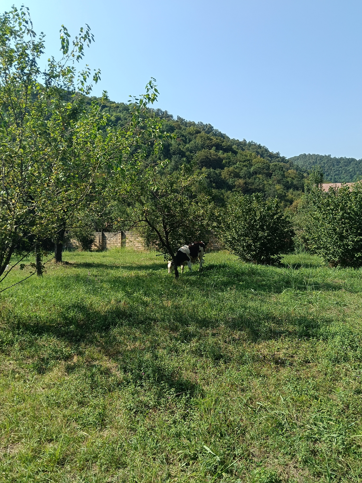 In a grassy clearing on a sunny day, two cows graze near a low stone wall. Lush green trees surround the clearing, with a backdrop of forested hills under a clear blue sky. The scene appears to be in the village of Əzəmli, Azerbaijan.