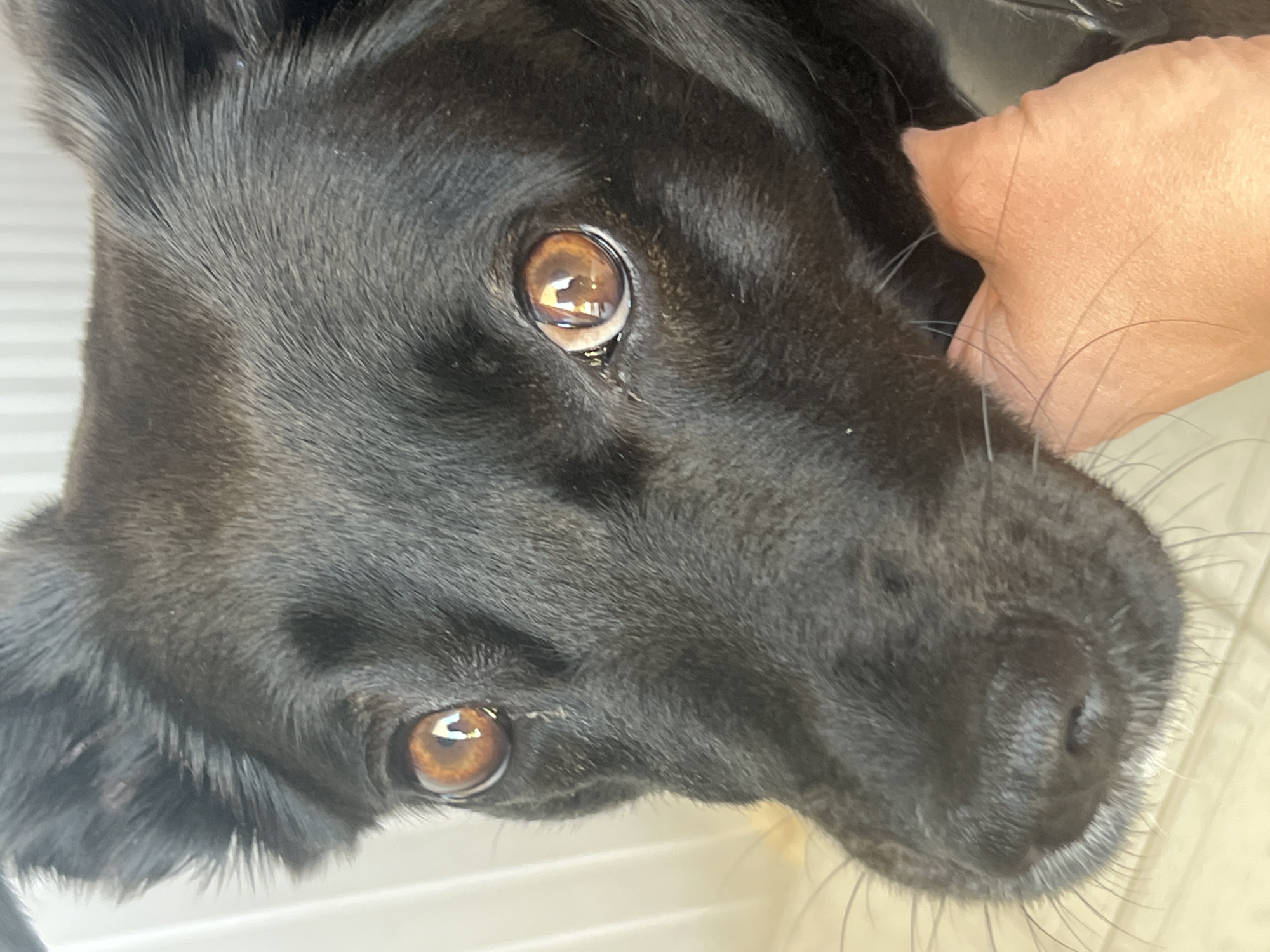 A close-up, rotated image shows the head of a black dog with short fur and brown eyes, being held by a light-skinned human hand. The dog's nose is centered in the bottom right quadrant, and the eyes are in the upper left. The background is slightly out of focus and shows a light surface. The scene is indoors. Location information is not available.