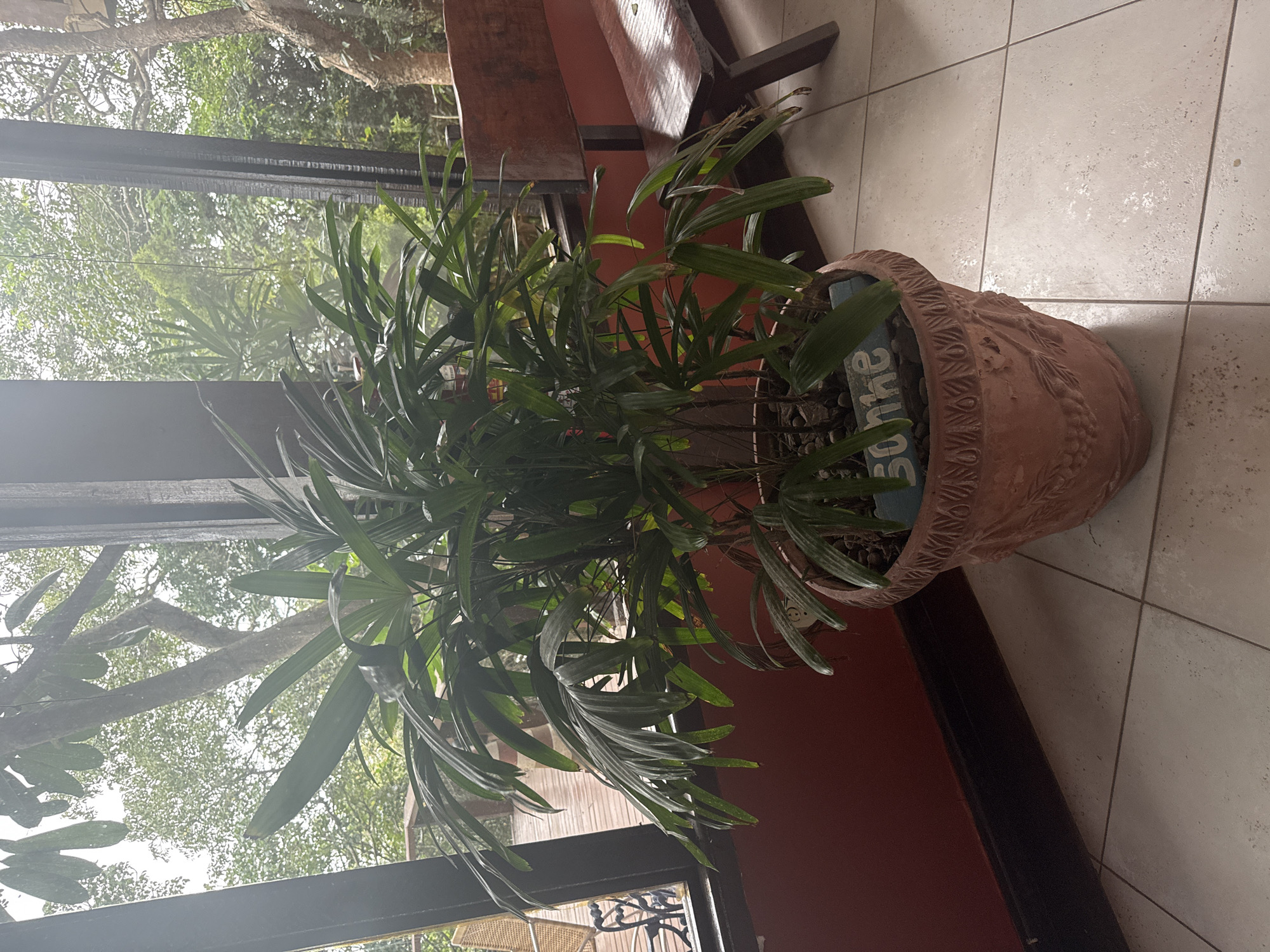 An indoor potted plant, identified by a small blue sign in the soil as "Soane", is centrally placed on a tiled floor. The plant, a leafy palm variety, is housed in an ornate terracotta pot. Behind the plant, large windows reveal an outdoor environment with lush greenery and trees, suggesting a tropical or subtropical setting. A wooden bench is visible to the right of the plant, and a section of a wooden deck and outdoor furniture can be seen through the window to the left. The overall atmosphere is one of natural light and indoor greenery. The location is identified as São Pedro Da Aldeia, Brazil.