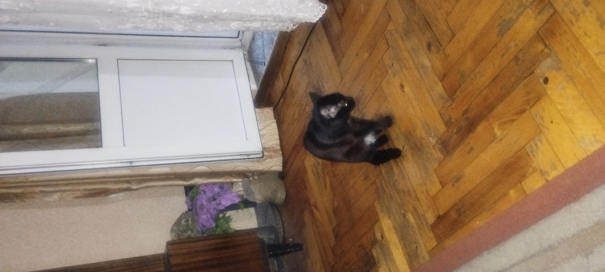 A black cat with a white chest is sitting on a wooden floor. The cat is looking to the right. The floor is made of parquet. In the background, there is a door with a white frame and a glass pane. To the left of the door, there are curtains and a piece of furniture. To the right of the door, there is a white lace curtain. In the far left of the image, a corner of a rug is visible. The lighting suggests an indoor setting, possibly a room in a house or apartment. The scene is static and does not contain any dynamic action or human interaction.
