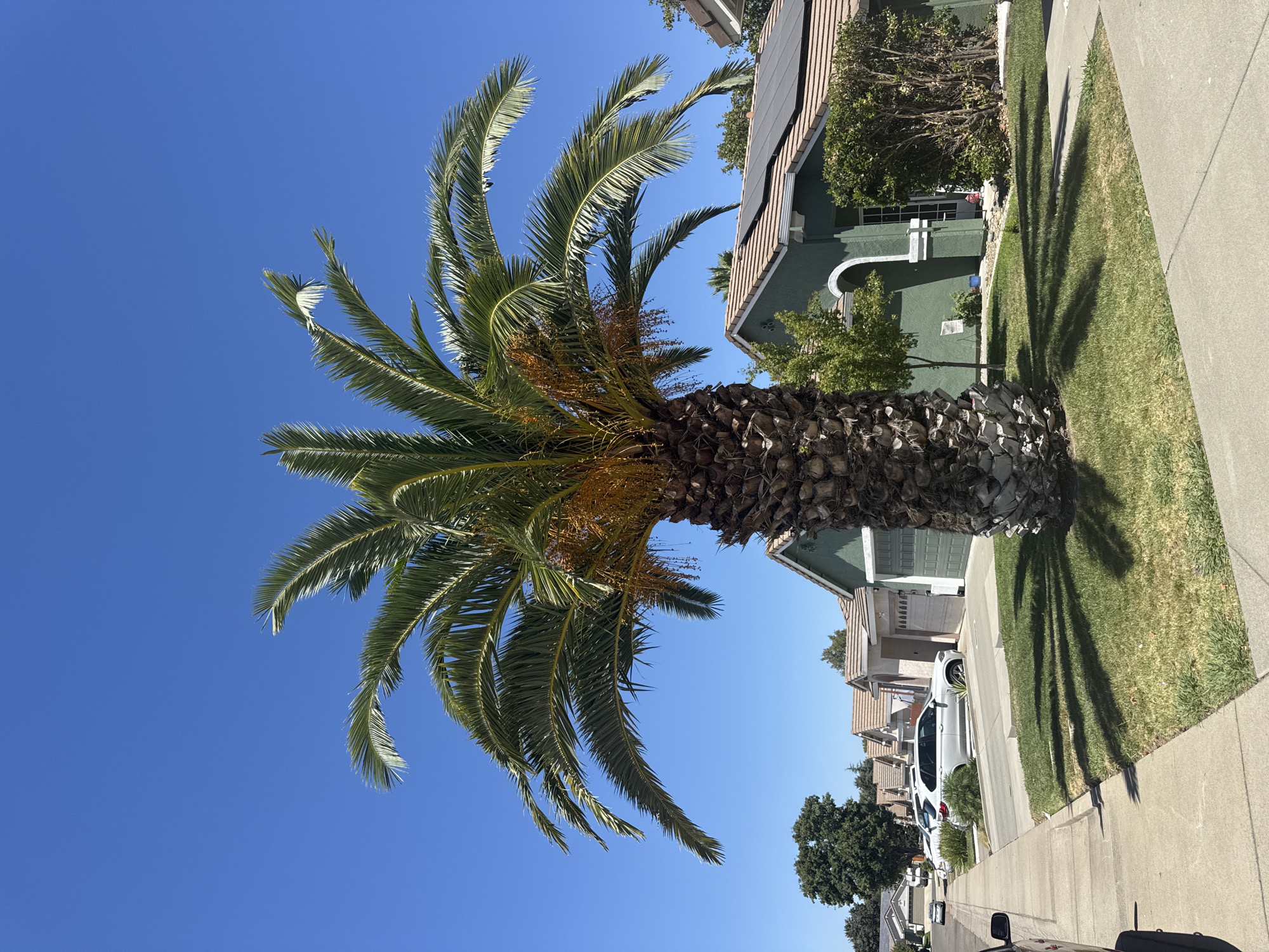 A mature palm tree with brown, fibrous bark stands prominently in the foreground on a patch of green grass. The tree's fronds, a vibrant green, extend outwards against a clear, bright blue sky. Yellowish-brown clusters of fruit hang from the upper trunk. The palm tree casts a distinct shadow on the manicured lawn.
To the right of the palm tree, a single-story house with a green exterior is visible. The house has a tiled roof and solar panels installed. A bush and a small tree are planted in front of the house.
To the left of the palm tree, a sidewalk runs parallel to a street. Several cars are parked along the street. In the background, more houses with similar architectural styles and tiled roofs are lined up, indicating a residential neighborhood. The environment appears to be sunny and suburban. The scene is devoid of any people or animals.