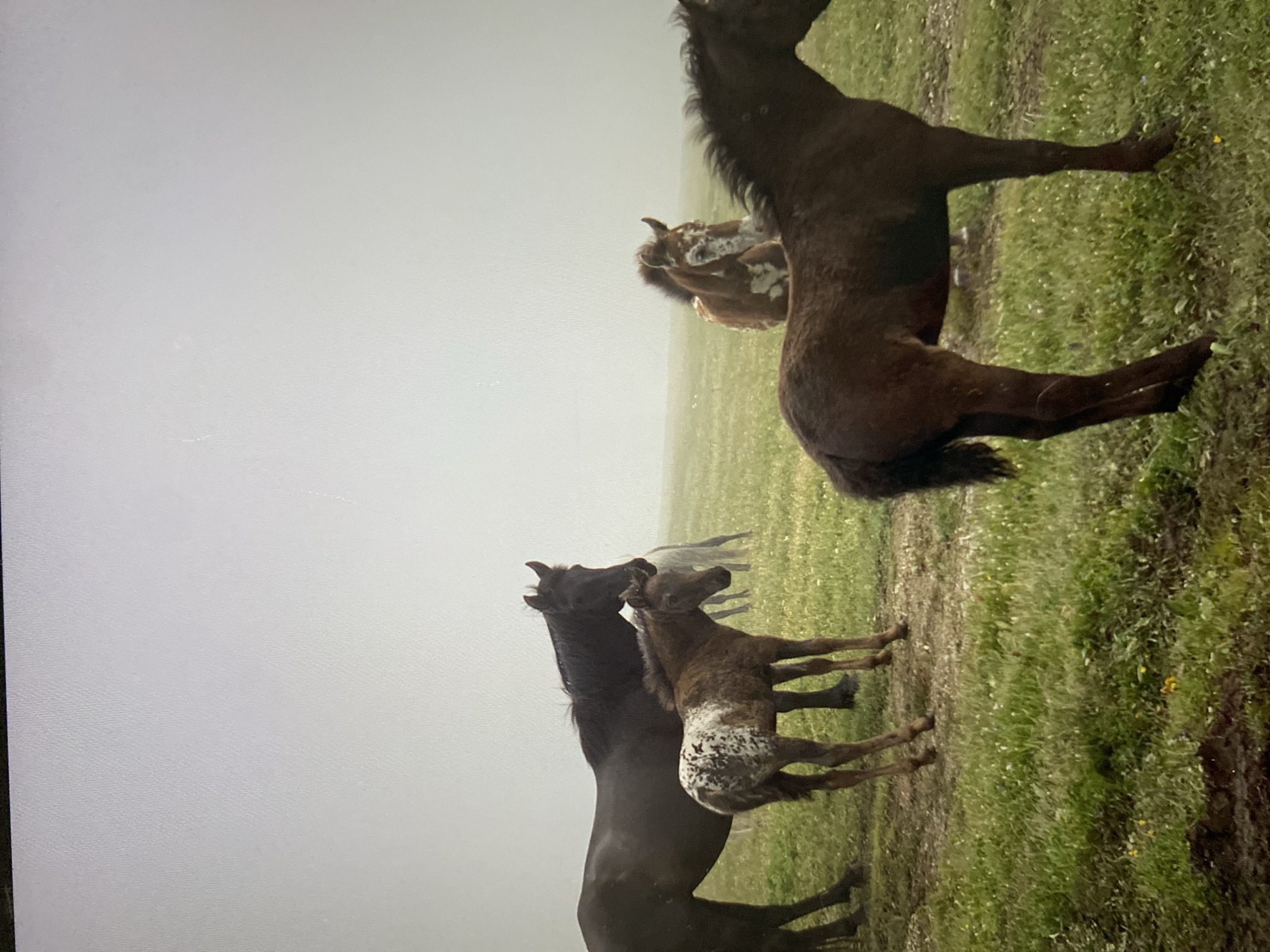 The image depicts a group of horses in a misty, grassy field. In the foreground, a dark brown horse stands facing away from the camera, its hindquarters and tail visible. To its left and slightly behind, a dappled brown and white foal stands facing left. Behind the foal, a large dark brown horse stands with its head down. Further in the background, two more horses are visible, one appearing lighter in color and the other a reddish-brown with white markings on its face. The environment is characterized by lush green grass dotted with small yellow and purple flowers, with a thick fog obscuring the horizon and creating a soft, diffused light. The ground appears slightly muddy in places. There are no people or man-made structures visible in the image. The location is not identifiable as Khimki, Russia, or any other specific city.