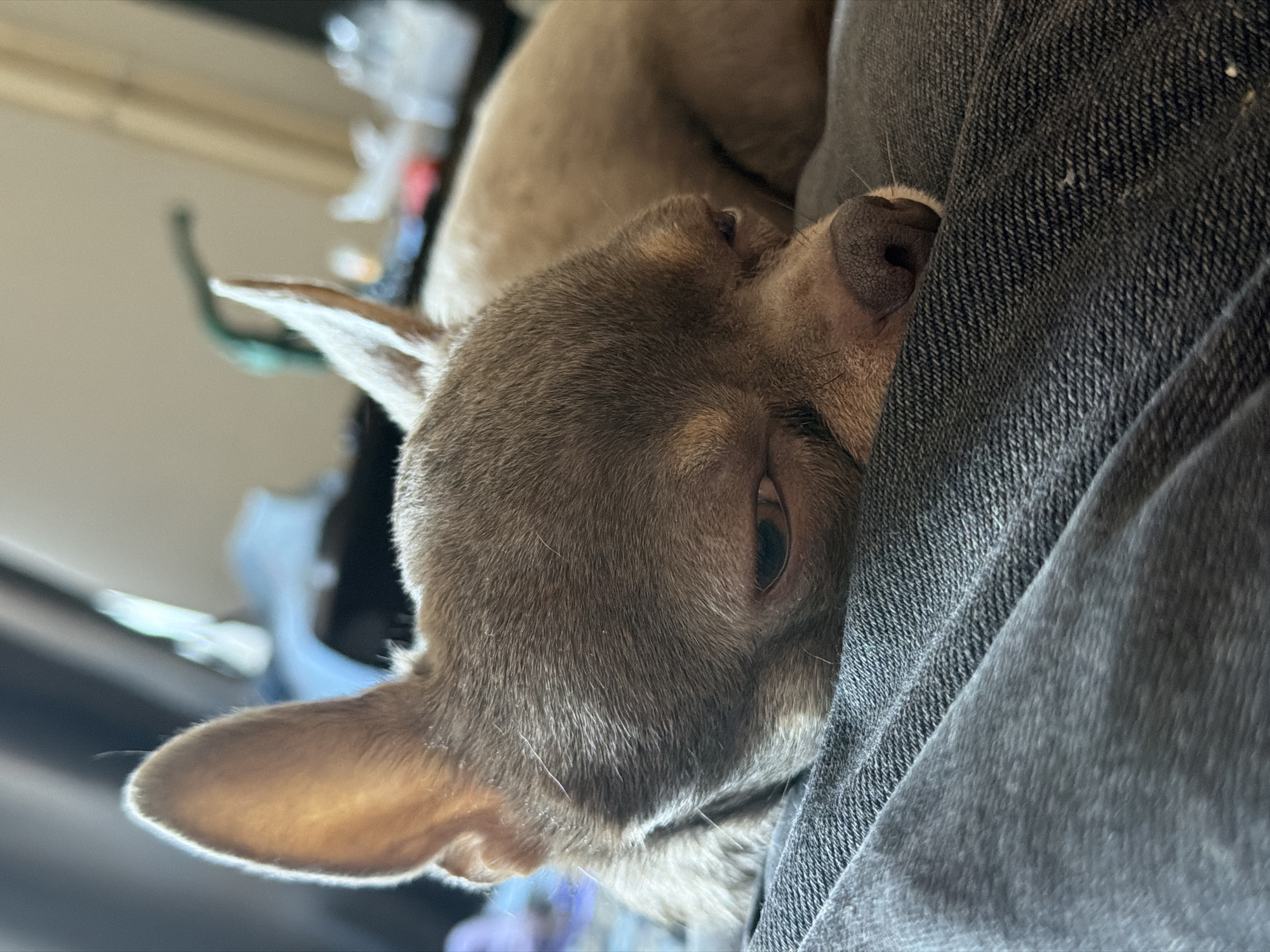 This vertical, close-up photograph captures a small, light brown or tan dog, likely a Chihuahua, resting comfortably. The dog's head is shown sideways, nestled against a person's leg or lap, which is covered in dark blue denim fabric. One dark, partially open eye is visible, looking slightly upwards, suggesting the dog is either sleepy or contentedly observing. Its textured, dark brown nose is pressed against the fabric, and delicate whiskers can be seen around its muzzle. One prominent ear, pointed upwards, is softly illuminated from behind, highlighting its fine, light-colored fur. The dog's fur on its head appears short and smooth.
The background is intentionally blurred, indicating an indoor setting with indistinct shapes and colors, possibly belonging to furniture or other household objects. The lighting appears soft and natural, suggesting it is daytime. The overall scene conveys a strong sense of peace, comfort, and affectionate companionship between the dog and its unseen owner. No visible text is present in the image. Although not visually depicted in the photograph, the provided context indicates the image was taken in Saint Petersburg, Russia.