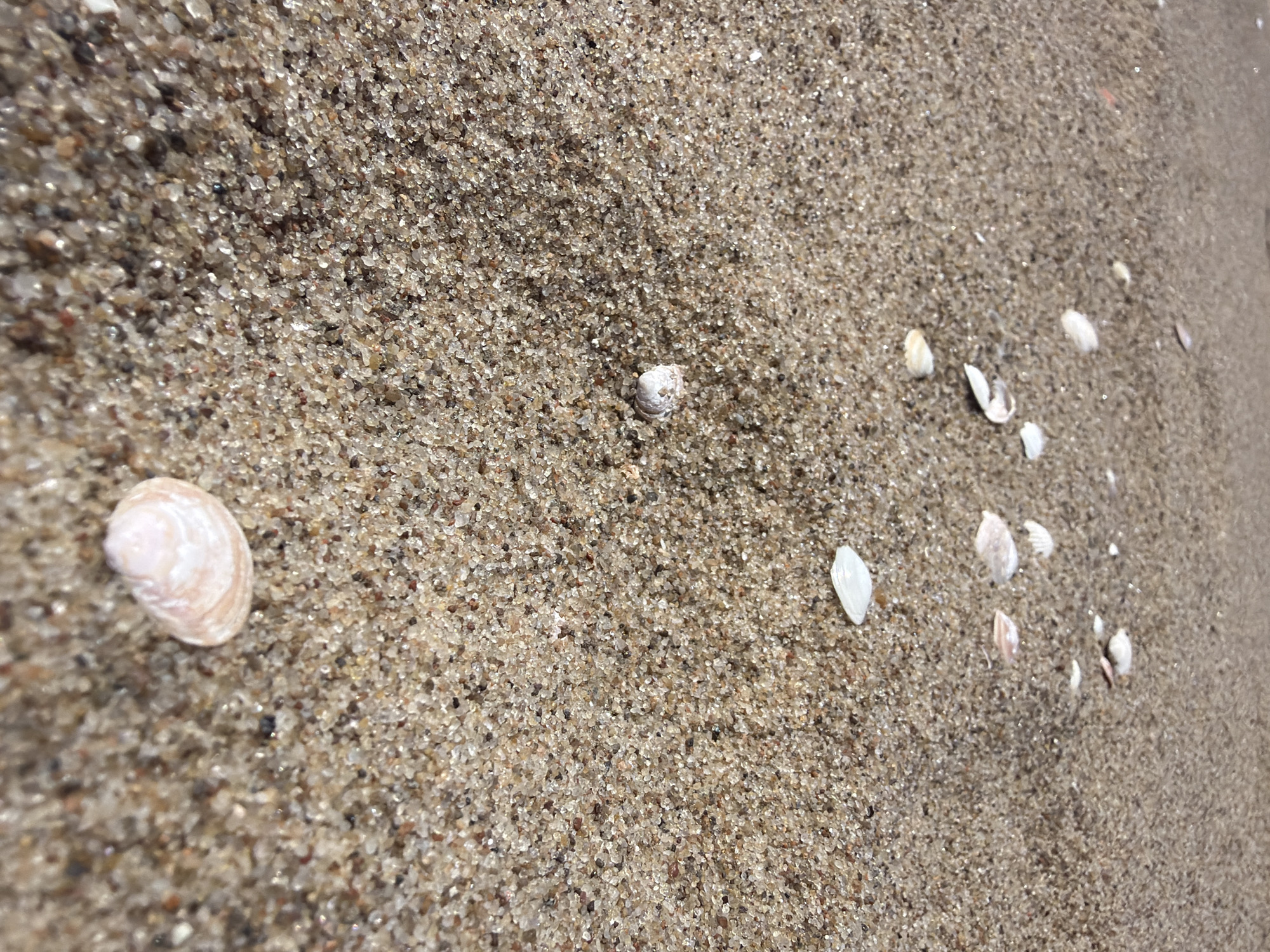 A close-up, low-angle shot of a sandy beach in Gauja, Latvia, reveals scattered seashells and the glistening texture of wet sand. The sand grains are a mix of light brown, tan, and translucent particles, some appearing to shimmer under the light. Several small, white and pinkish-brown seashells are visible, some partially submerged in the sand, others lying on the surface. The shells vary in size and shape, with some being delicate and ovular, while others are more elongated and angular. A few of the shells are broken, with fragments scattered amongst the sand. The focus is sharp on the foreground shells and sand, with the background becoming increasingly blurred, suggesting a shallow depth of field. The overall impression is one of natural beauty and tranquility, characteristic of a seaside environment. There are no people or animals visible in the image.