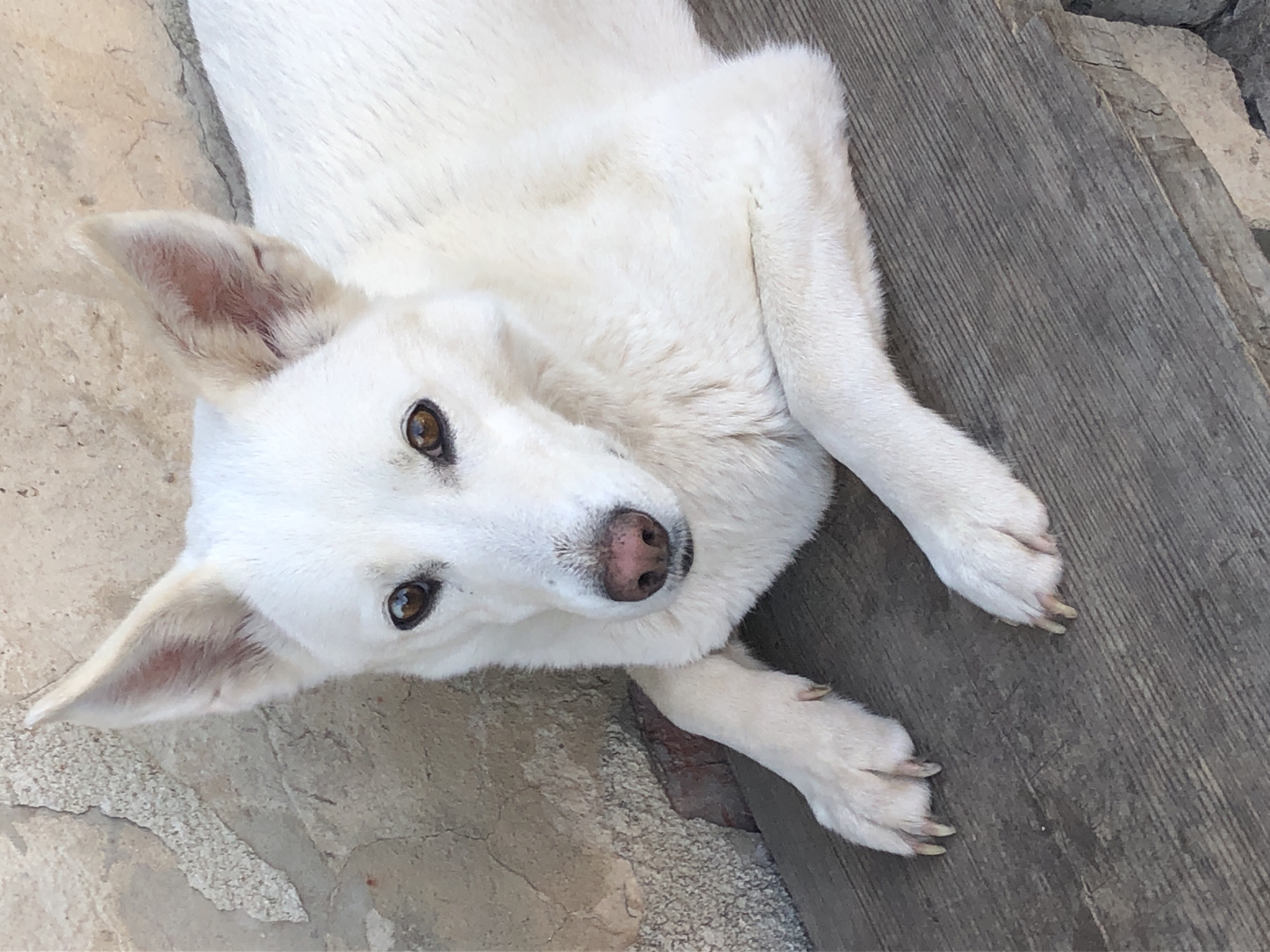 This is a top-down, medium shot of a white dog lying on a textured surface. The dog is primarily white with light brown eyes and a pinkish nose. It is positioned diagonally across the frame, with its head towards the bottom center and its body extending towards the top left. The dog's ears are upright, and one ear is partially visible in the upper left quadrant of the image. Its paws are resting on a weathered wooden surface, which occupies the right half of the image and displays distinct wood grain. The left side of the image shows a rough, light-colored ground surface, possibly stone or concrete, with some texture variations. The dog appears relaxed, with its head tilted slightly and its eyes looking up, suggesting a calm or curious demeanor. There are no people visible in the image. The lighting suggests it is daytime, possibly outdoors, with natural light casting soft shadows. No visible text is present. The context provided indicates the location is Khmilnytsia, Ukraine.