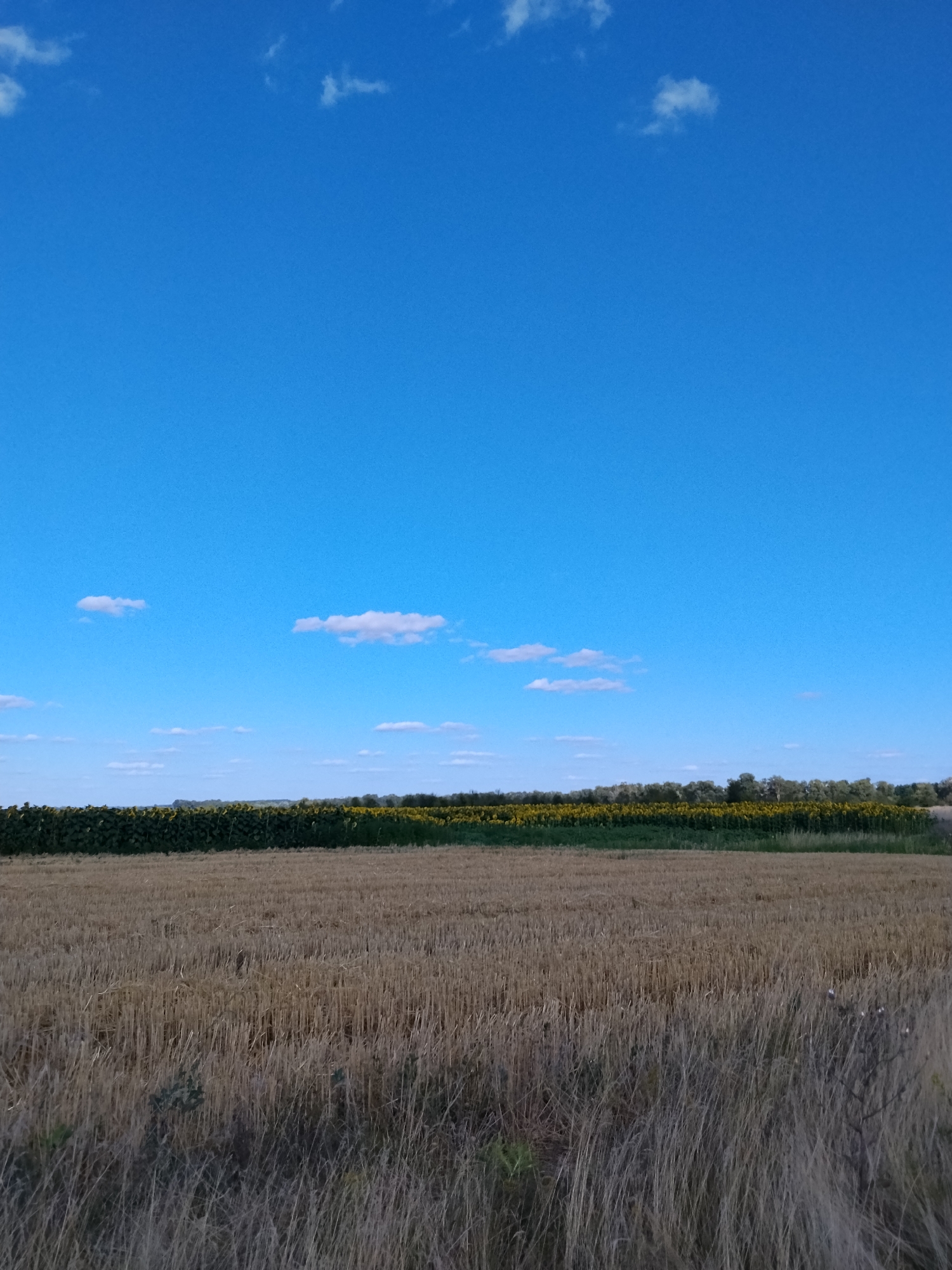 This is a vertical, eye-level, outdoor shot of a field of dry grass in Ustyvytsya, Ukraine. The sky is a vibrant blue with sparse white clouds. The foreground is a field of harvested grain, appearing as short, golden stubble. In the mid-ground, a dense row of sunflowers stretches across the horizon, their green leaves and yellow flower heads visible. Behind the sunflowers, a line of trees marks the distant horizon. The overall impression is one of rural tranquility under a clear sky.