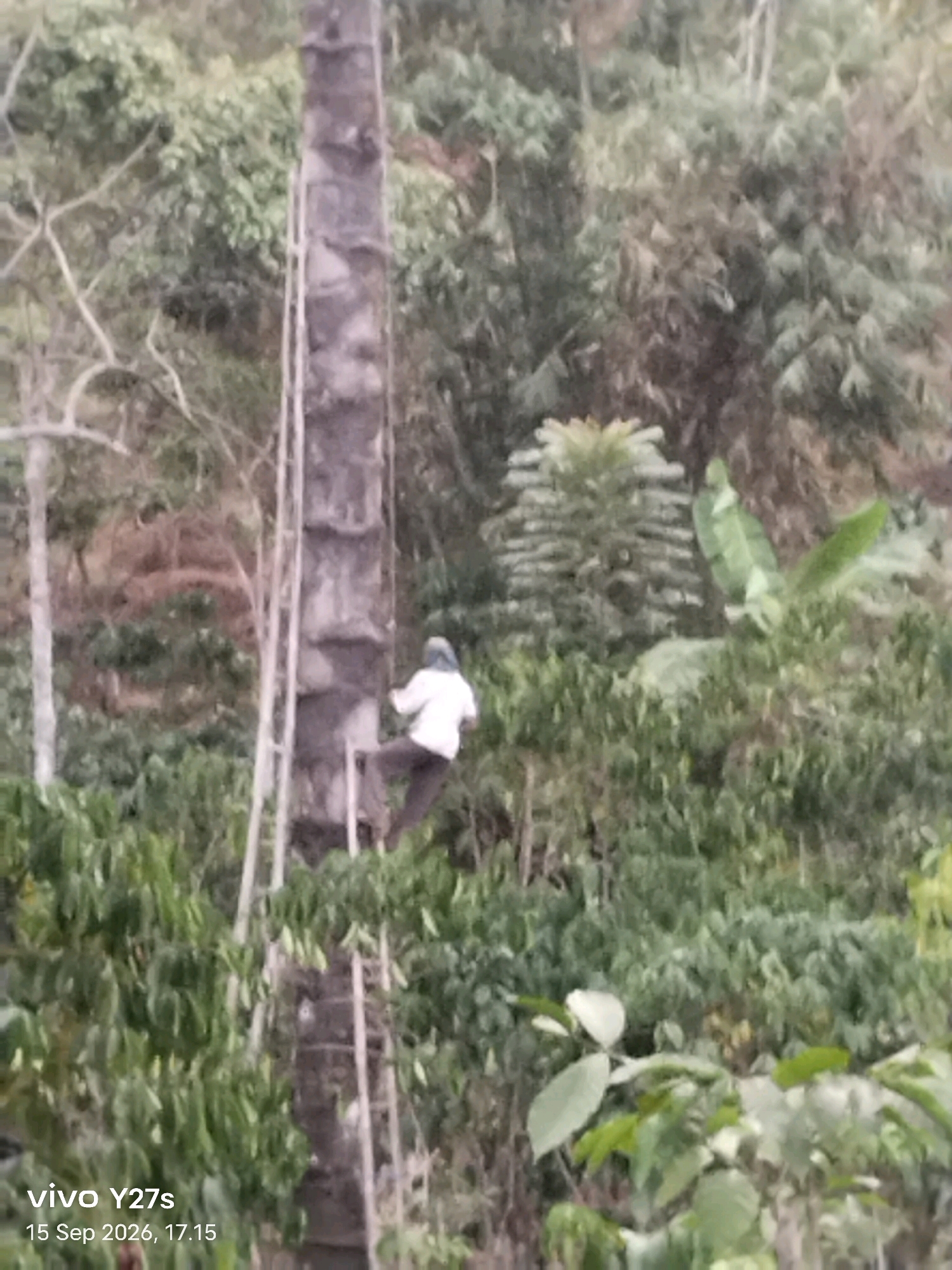 In a rural setting, likely within the city of Tamansari, Indonesia, a lone individual is seen scaling a tall, rough-barked tree using a makeshift ladder. The person, wearing a light-colored shirt and dark pants, is positioned midway up the tree, their body angled as they ascend. The tree itself is substantial, with a prominent, textured trunk. Adjacent to the tree is a leaning ladder, constructed from what appears to be wooden poles and crossbeams, indicating a manual method of access. The surrounding environment is densely vegetated, characterized by a variety of green foliage, including trees and smaller plants, suggesting a natural or cultivated landscape. The overall scene depicts a challenging and labor-intensive task being undertaken in an outdoor, possibly agricultural, environment.