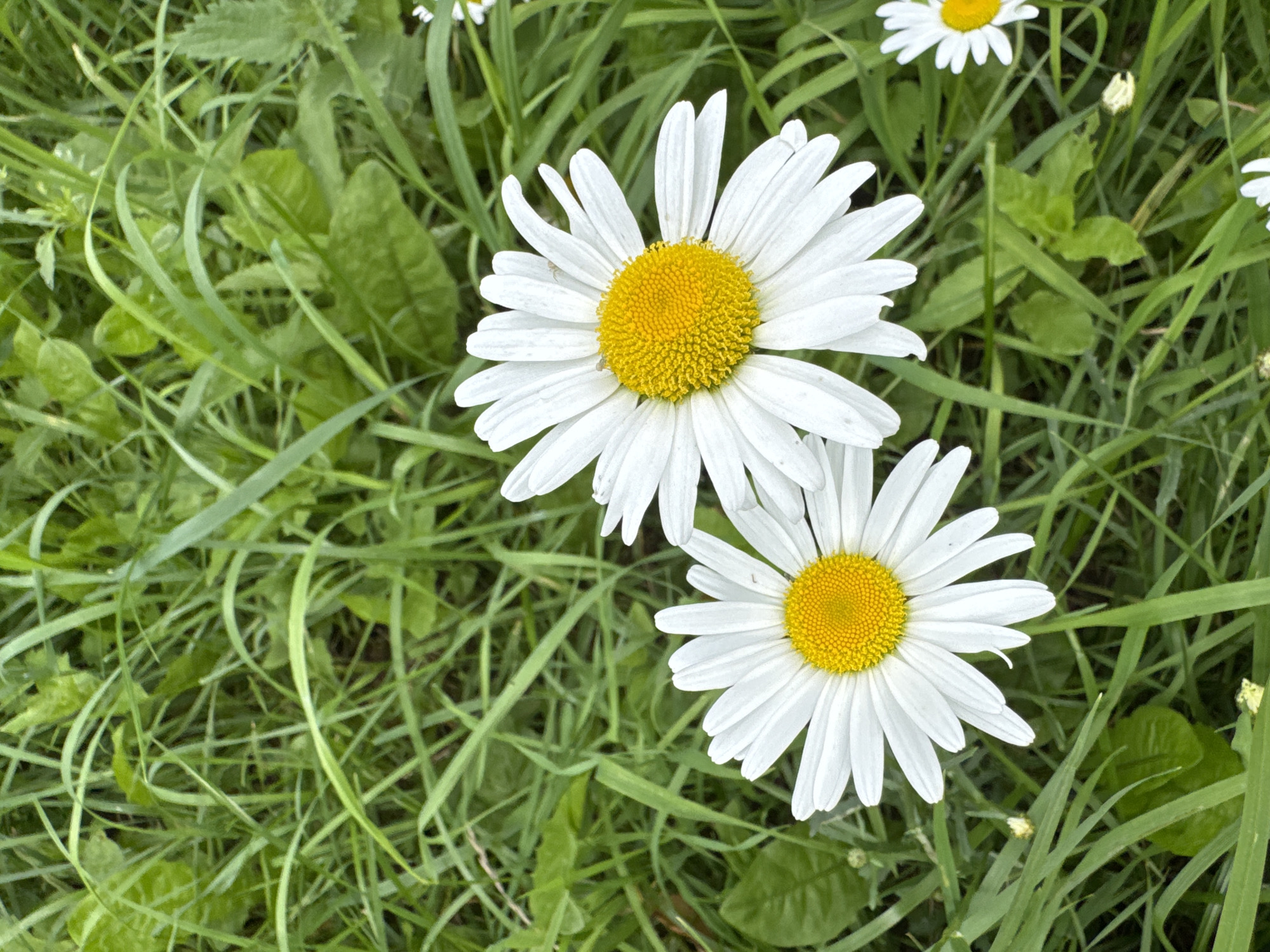 Two large daisies with white petals and yellow centers are in focus in the foreground, nestled amongst lush green grass and other vegetation. The grass is tall and appears wild, with some blades curving and others standing upright. In the background, more green foliage is visible, creating a natural, outdoor setting. To the right of the frame, a smaller daisy is partially visible. The overall scene is a close-up, naturalistic view of daisies growing in a grassy area. This image was taken in Steklyannyi, Russia.