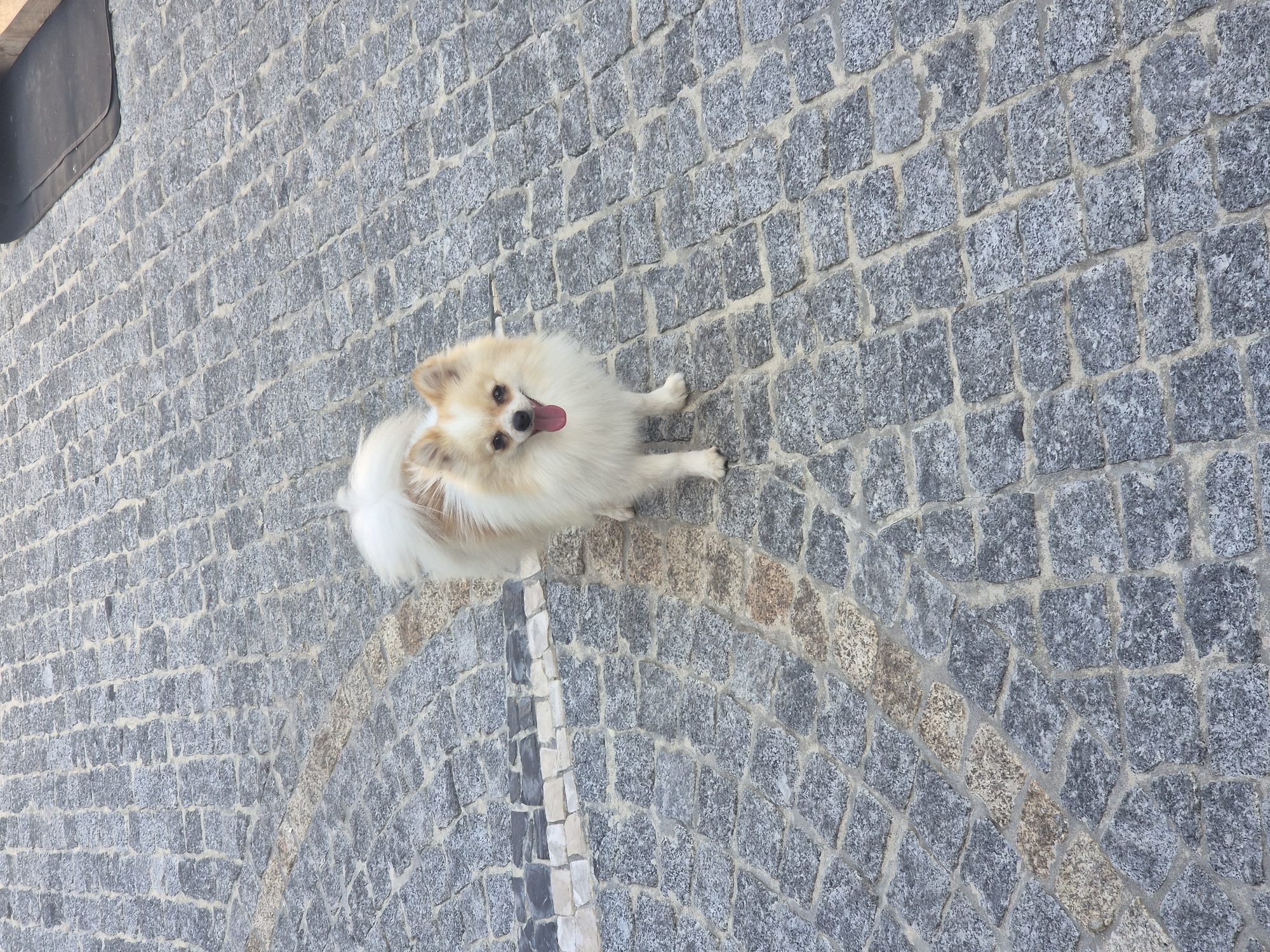 In Barcelos, Portugal, a small, fluffy, white and tan Pomeranian dog stands on a cobblestone street. The dog is facing the camera with its tongue slightly out and its mouth open, appearing to pant. The cobblestones are predominantly grey with some tan and white accents forming a decorative pattern on the street. A black mat is visible in the upper right corner of the image, suggesting a commercial or residential area.